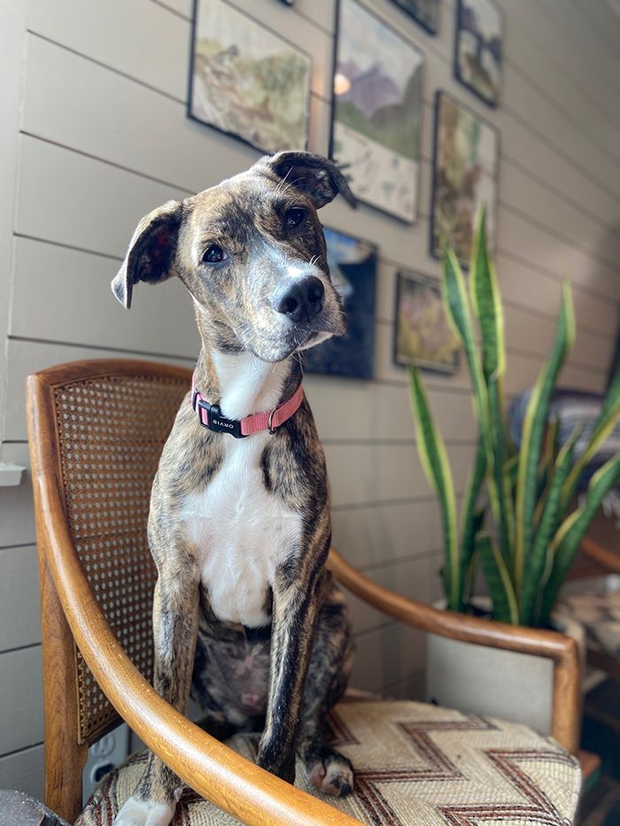 pandemic pet, Charlotte Humane Society, CMPD Animal Care & Control, AC&C pandemic puppy