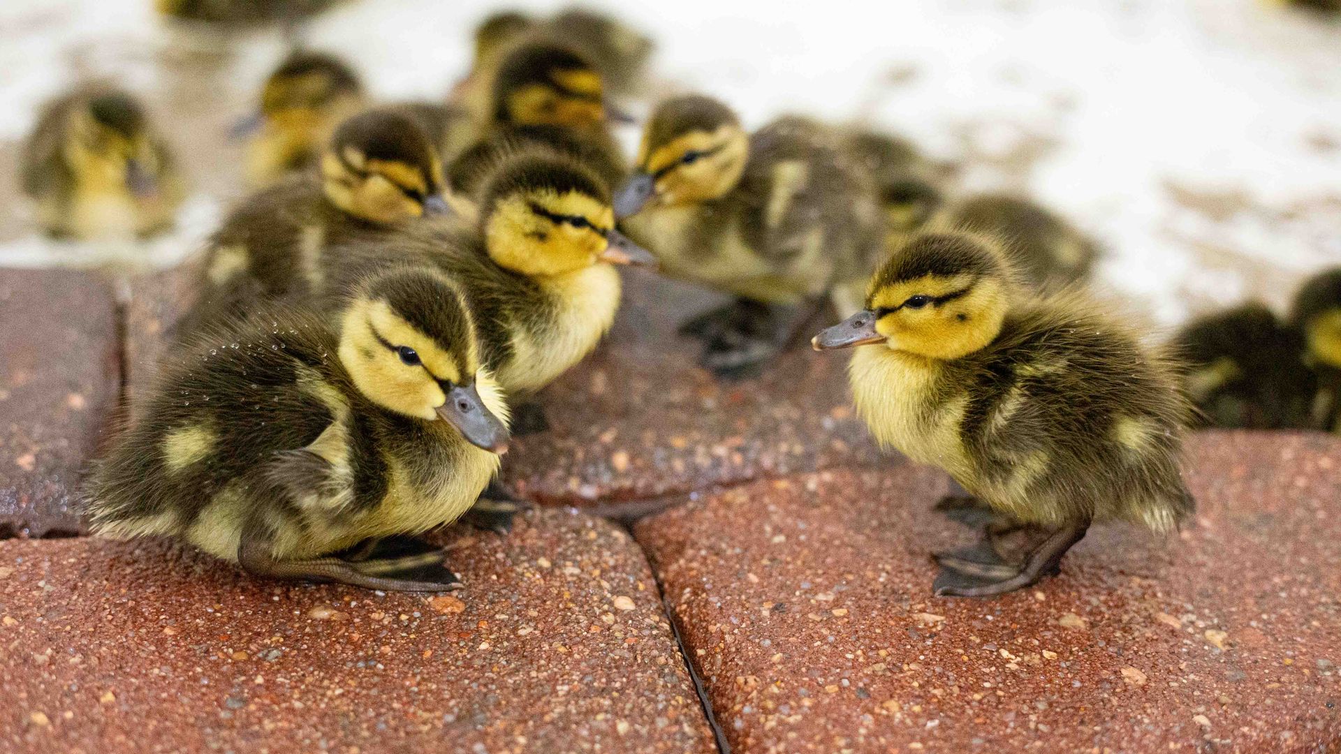Cluster of fluffy ducklings with yellow and brown markings on a brick surface, close together with a blurred background.