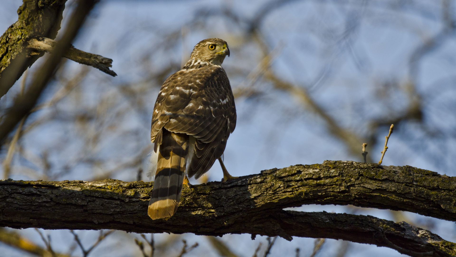 cooper's hawk
