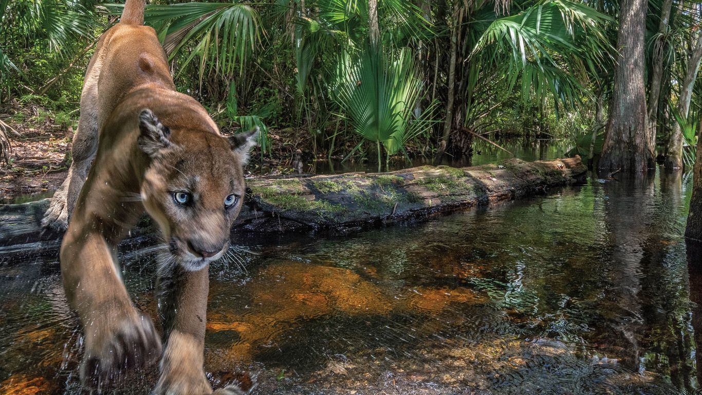 How one photographer caught a glimpse of the elusive Florida panther