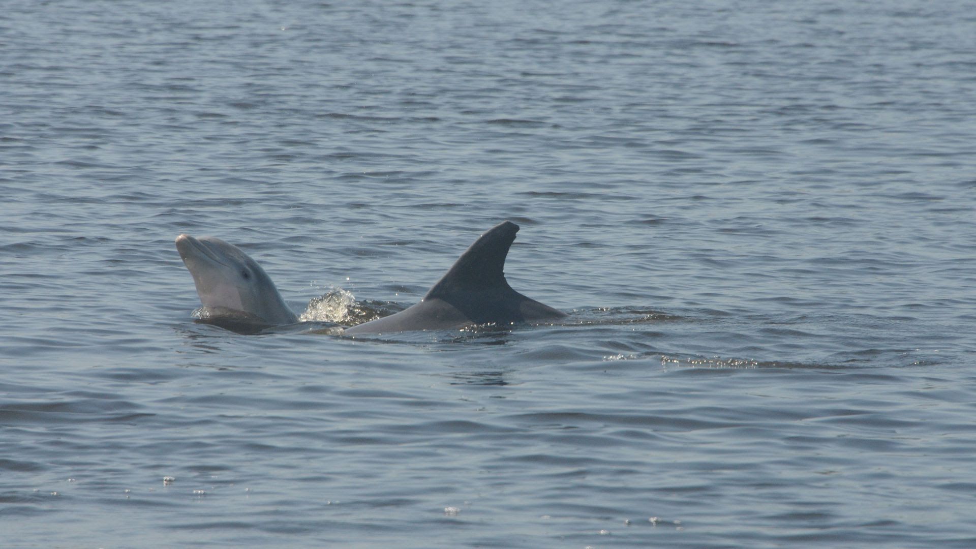 World's oldest bottlenose dolphin missing in Tampa Bay - Axios Tampa Bay