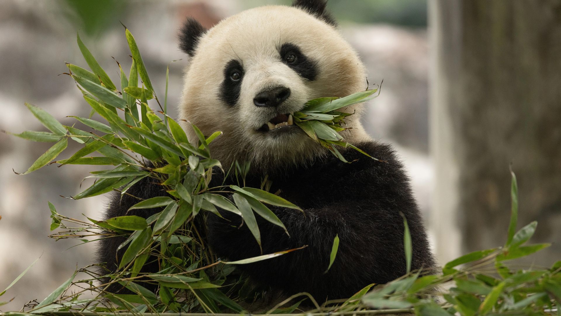 Qing Bao in her habitat at Dujiangyan Base in Sichuan, China. Photo courtesy of Roshan Patel, Smithsonian's National Zoo, and Conservation Biology Institute