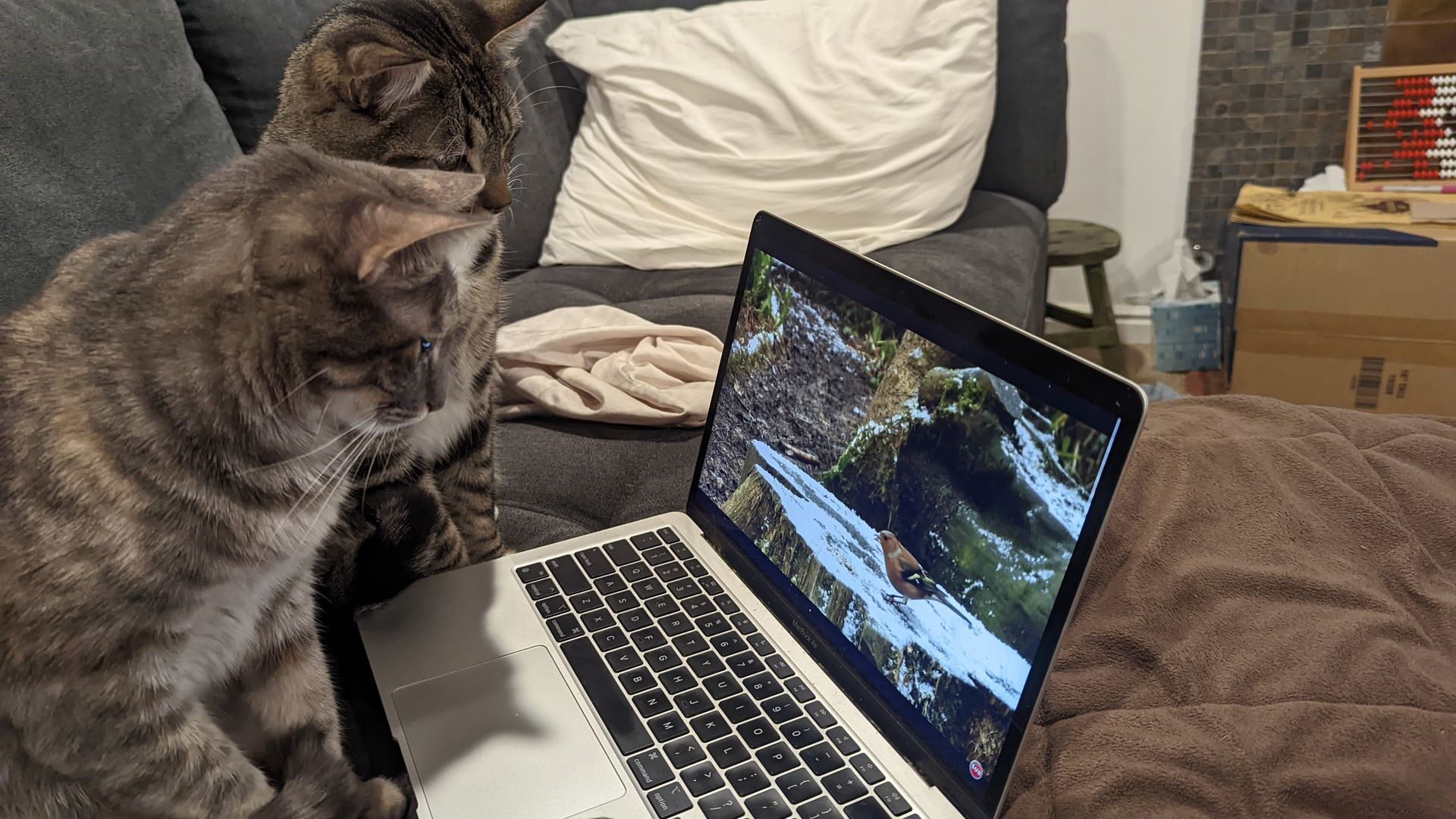 Two cats examine a laptop showing a video of a bird.
