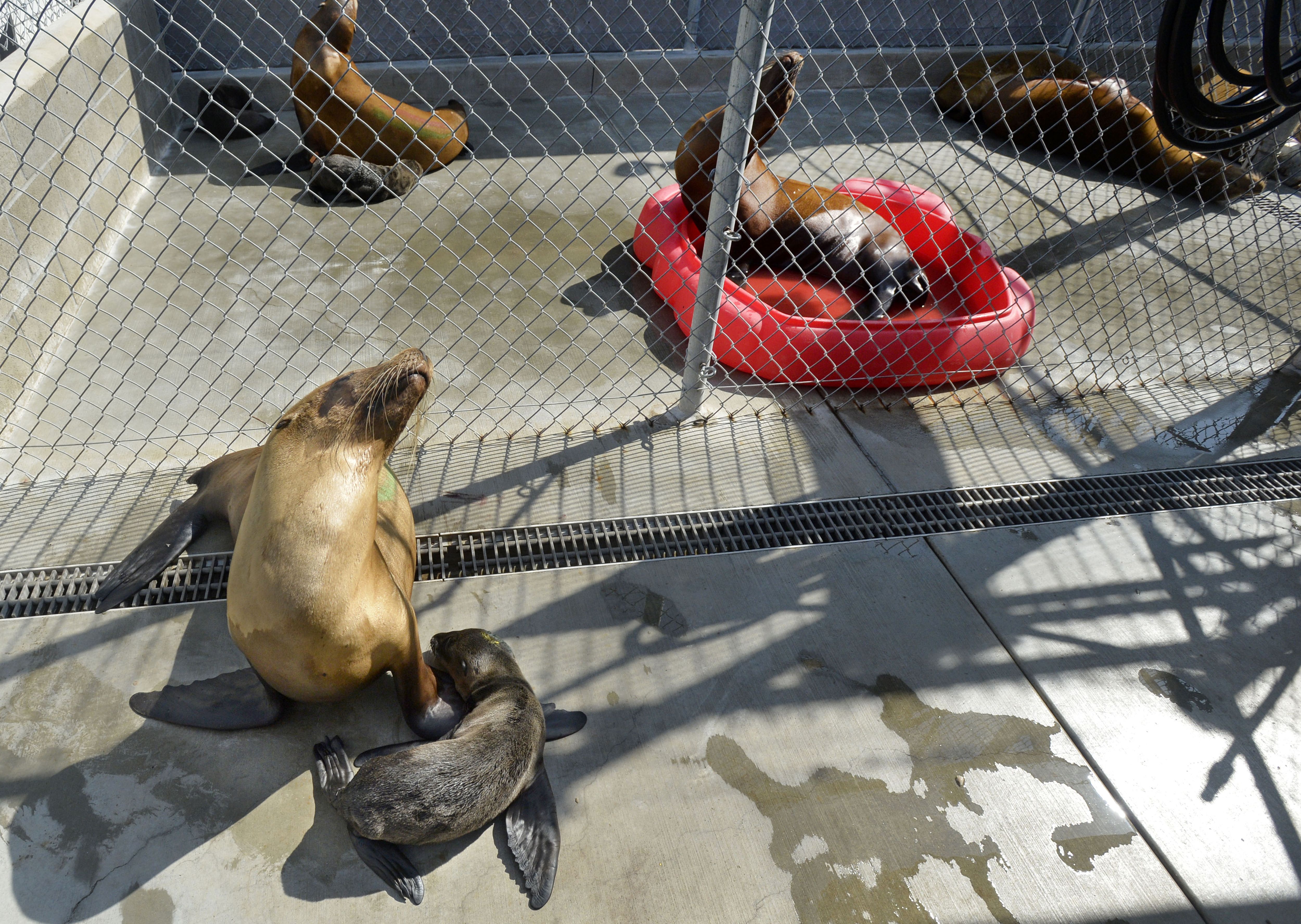 Sea lions and their pups are recovering from deadly algal bloom at the Marine Mammal Care Center (MMCC) in San Pedro on Tuesday, June 27.