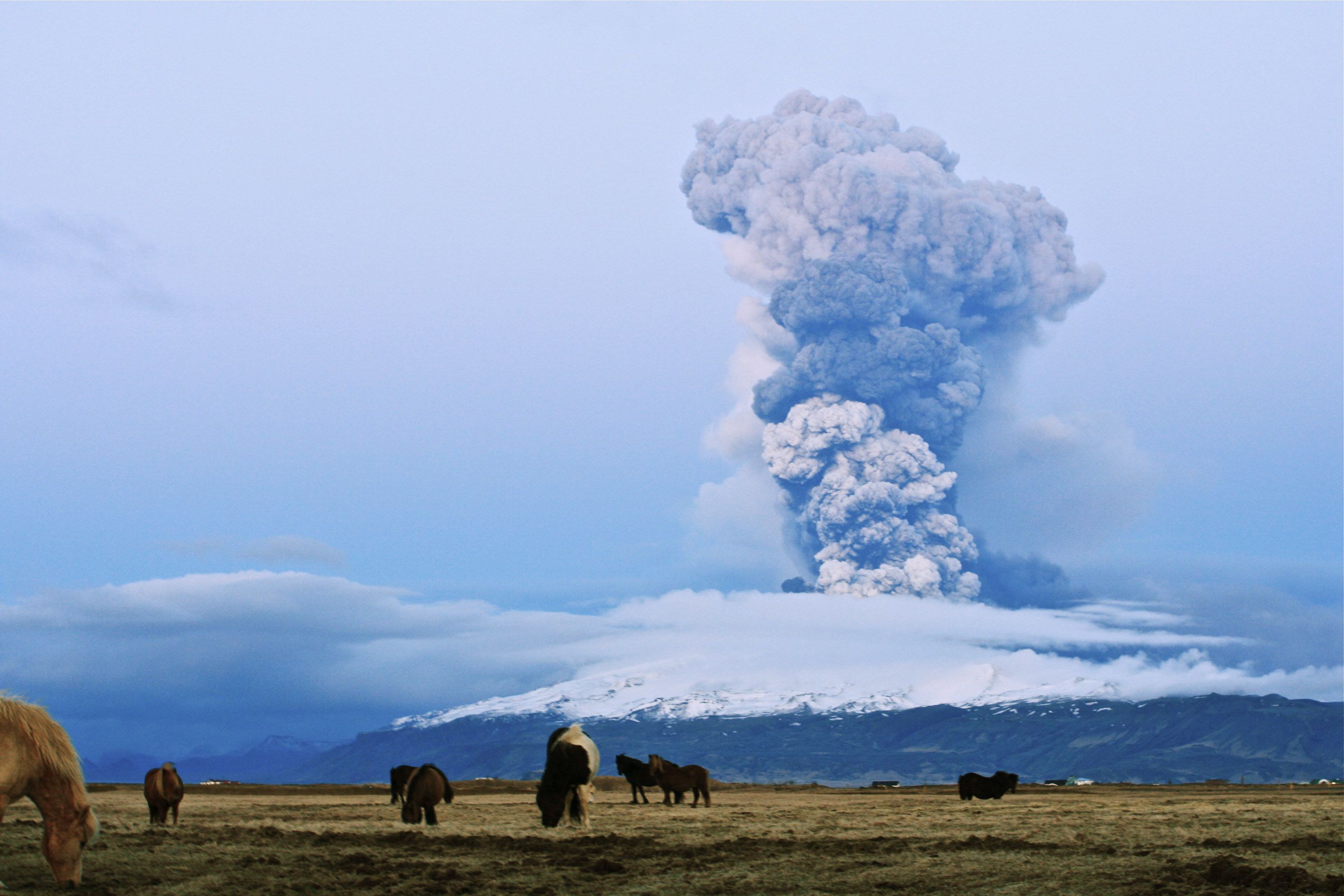 Horse graze as a cloud of volcanic matter rises from the erupting Eyjafjallajokull volcano, April 16, 2010