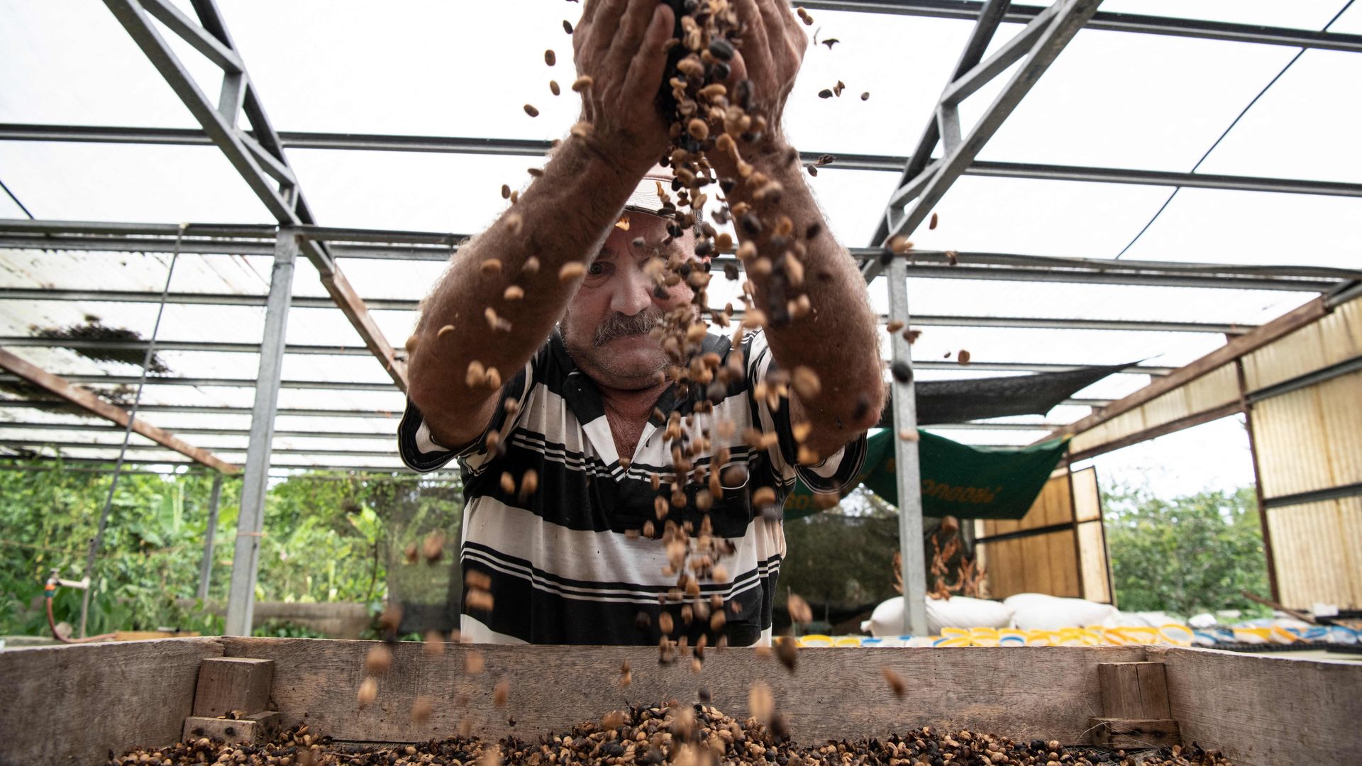 A worker dries coffee seeds at a seed bank