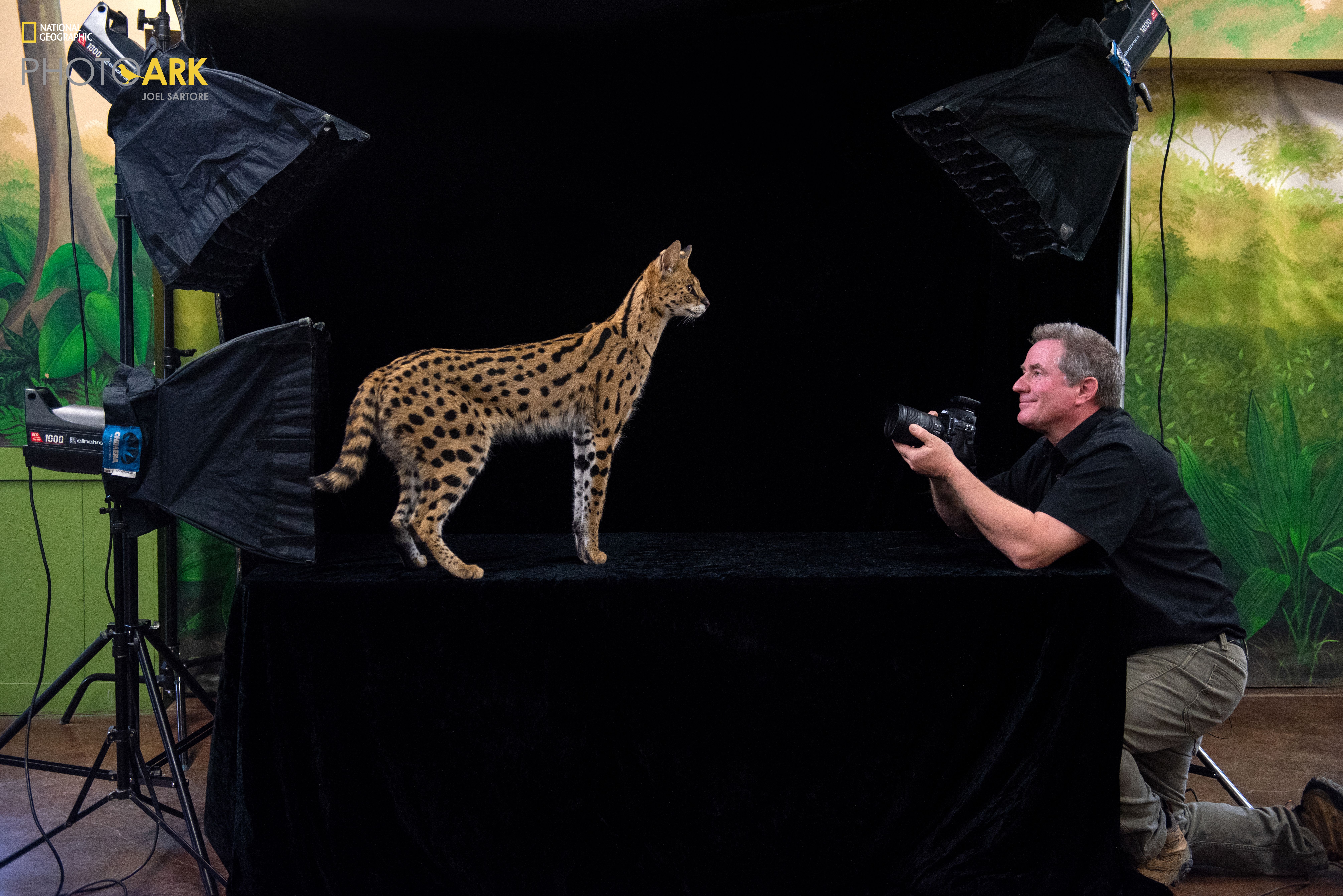 Photographer in a black shirt kneels beside a raised black stage, photographing a spotted serval cat standing on the platform, with a jungle mural and studio lights in the background.