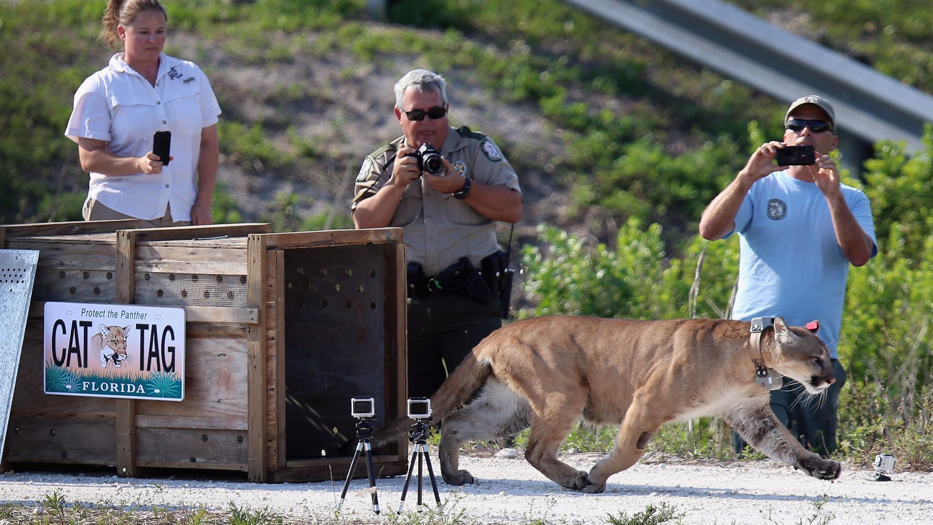 A panther runs off as people photograph it