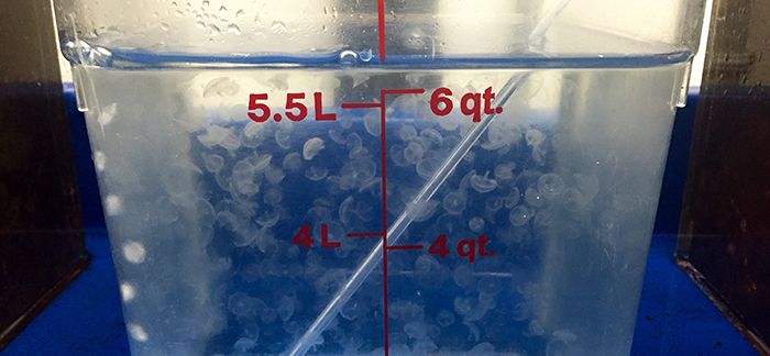 BabyJellyfishDiscoveryPlace