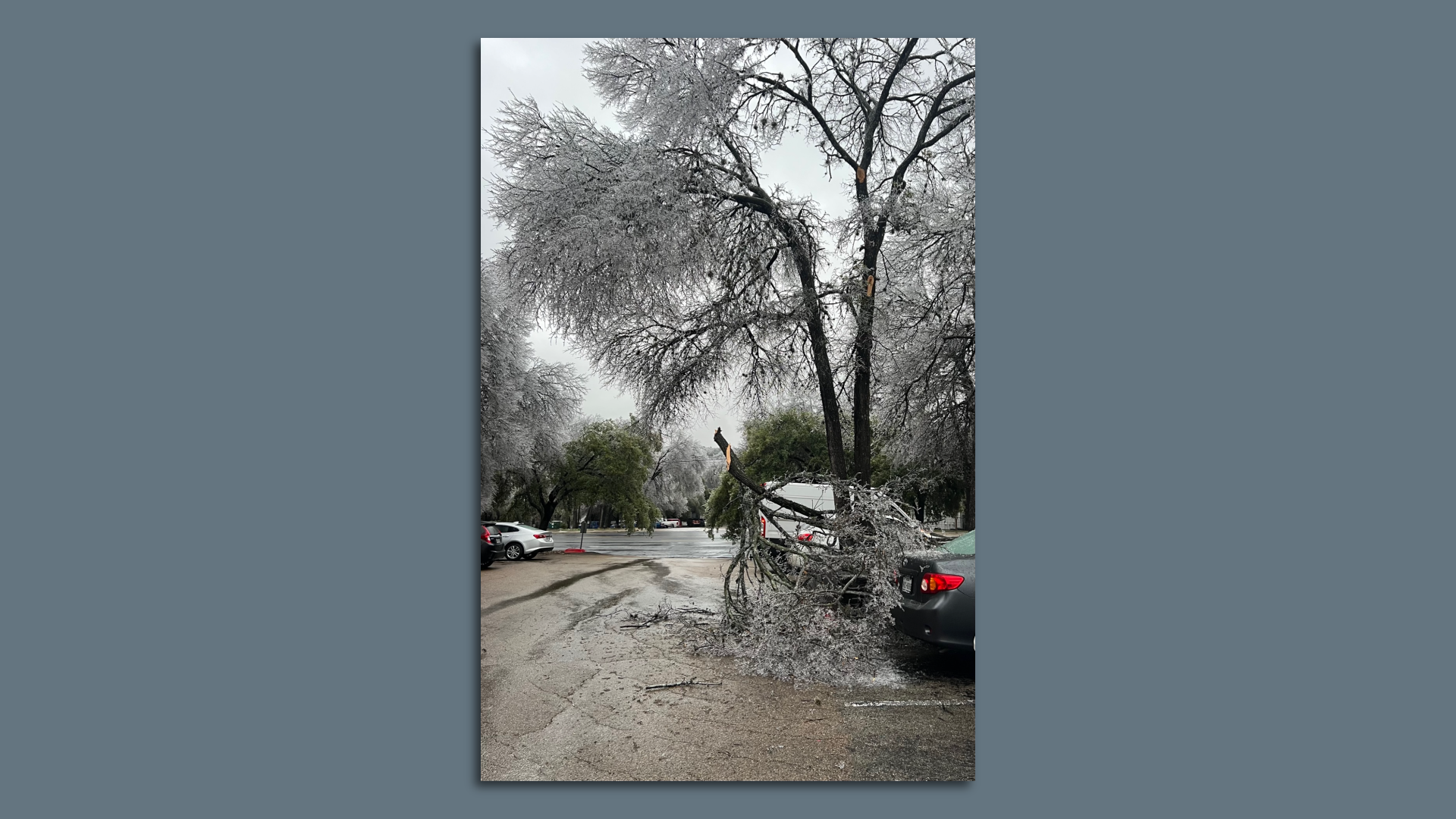 A fallen limb rests on the back of a car.