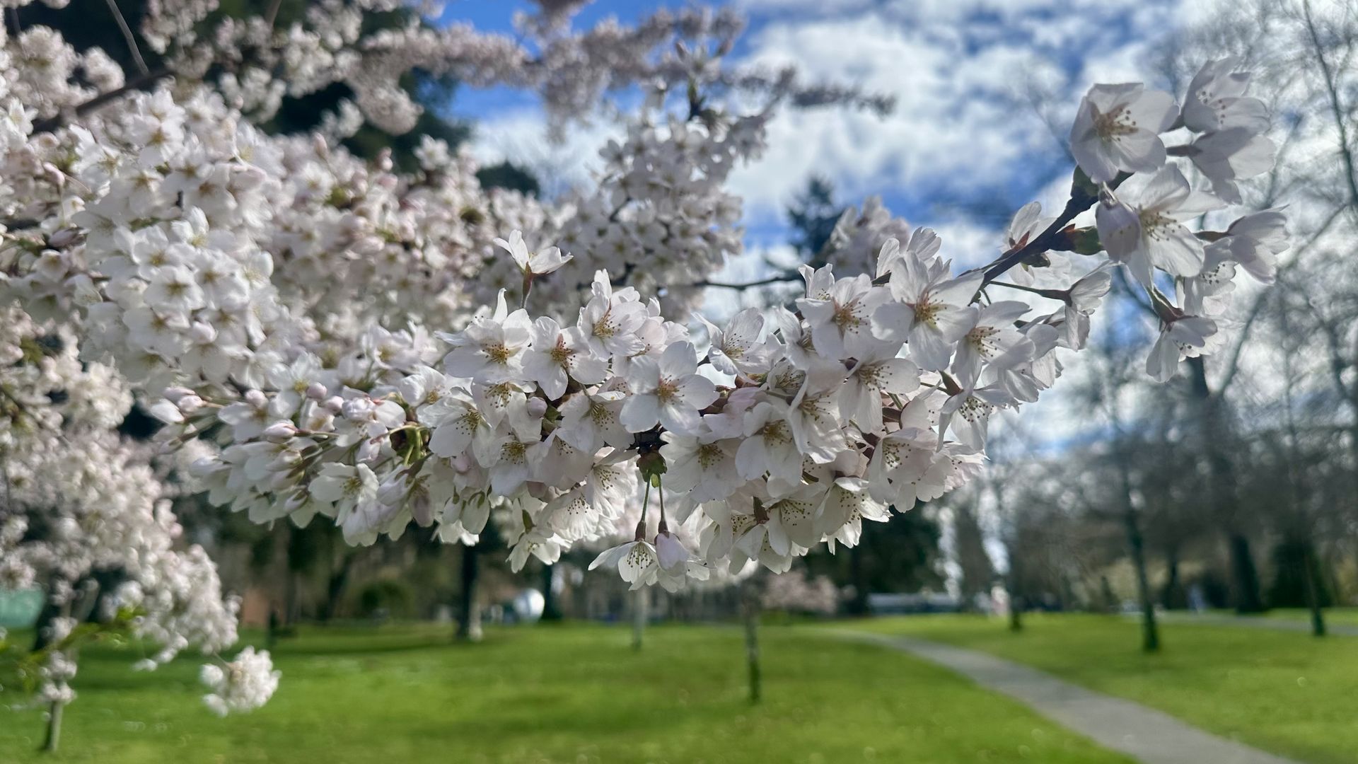 A closeup image of light pink cherry blossoms in bloom, with green grass and pathways behind.