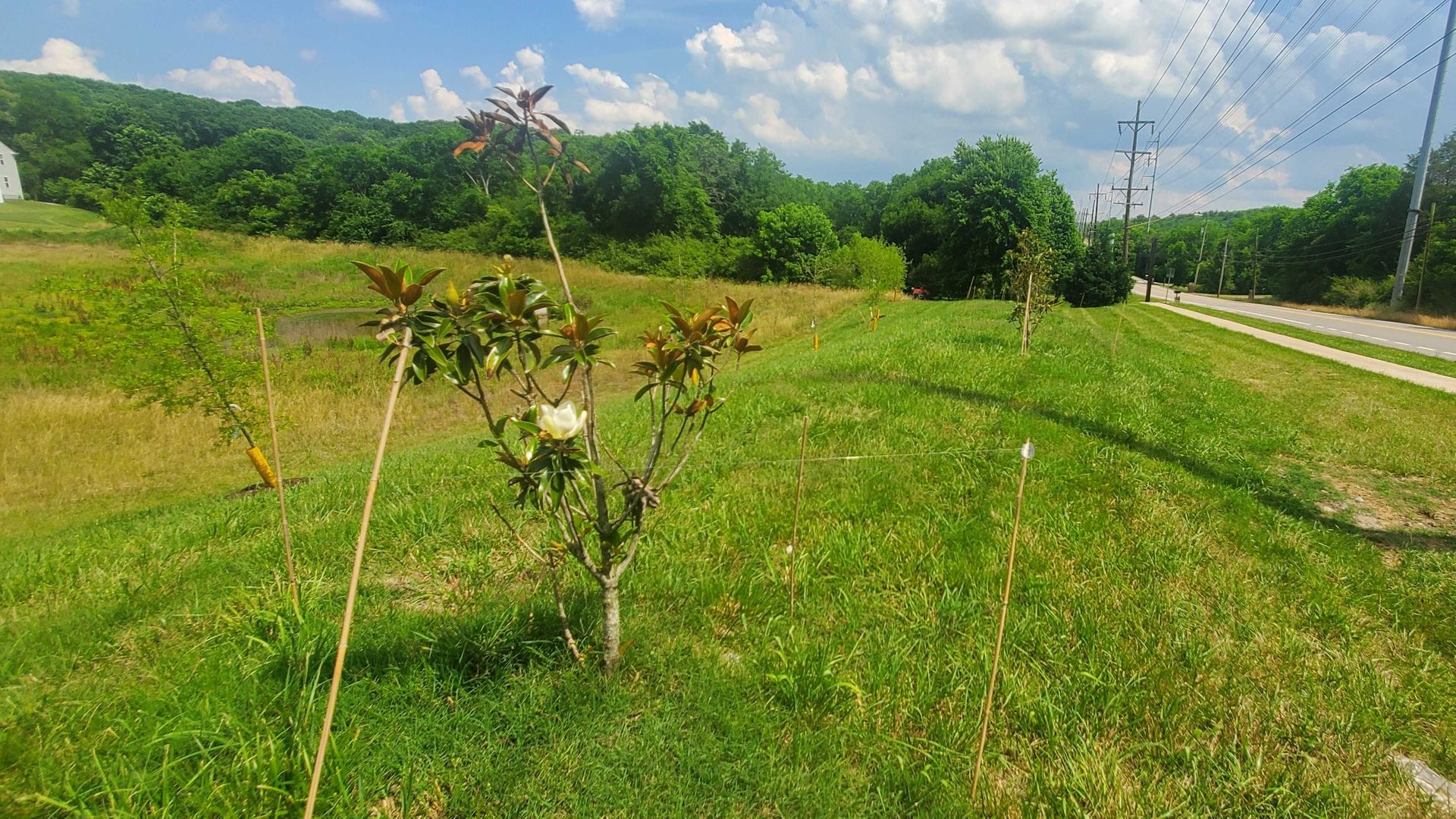 A tree growing on the side of a road.