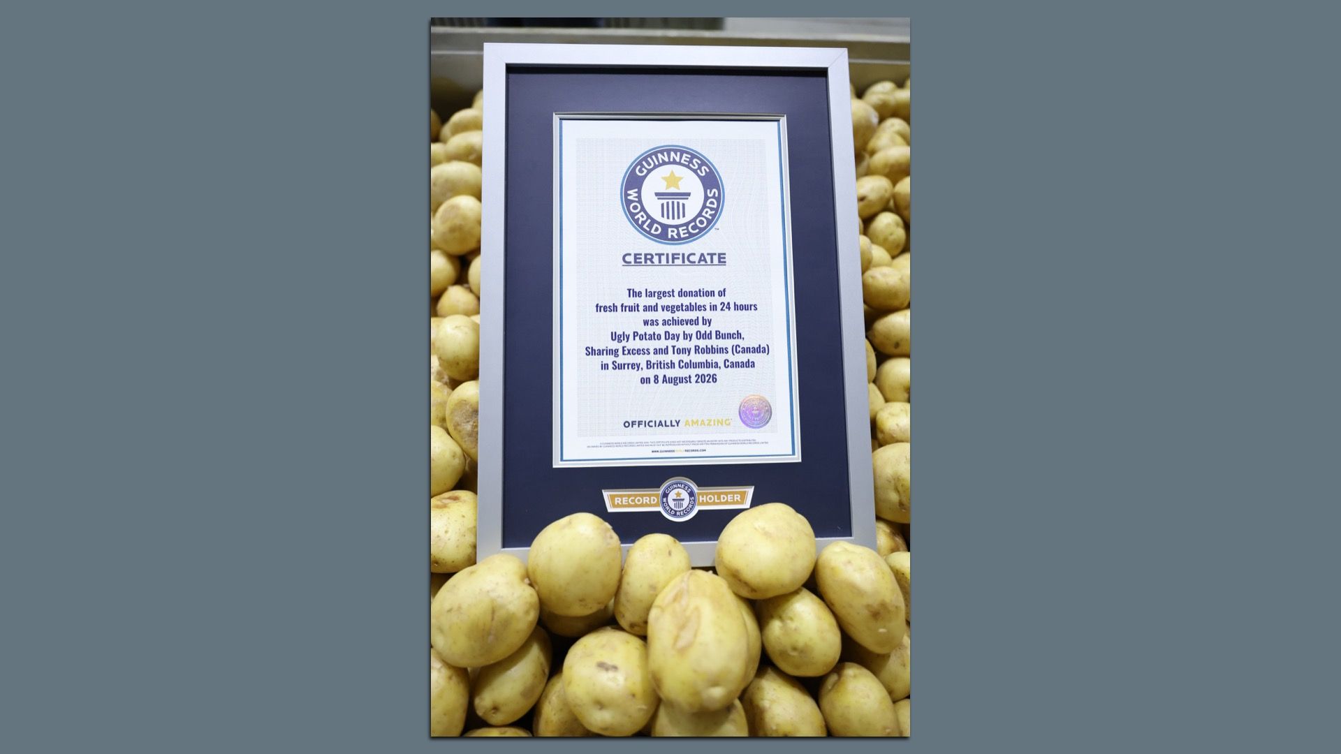 A framed "Guinness World Records" certificate with a silver frame and dark blue mat sits upright among a large pile of yellow potatoes.
