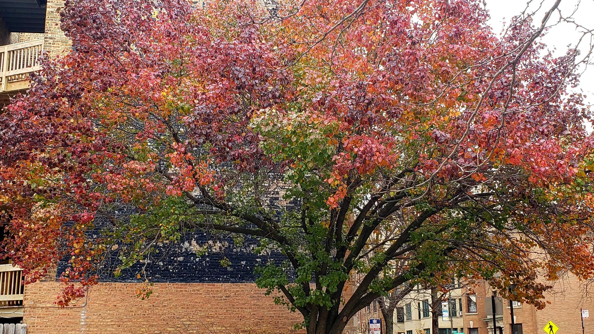Fall tree. 