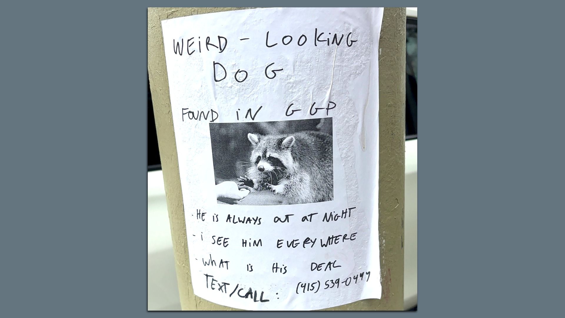 A handwritten sign on a pole reads "Weird-looking dog found in GGP" with a photo of a raccoon. Notes say "He is always out at night, I see him everywhere, what is his deal?" with a phone number.
