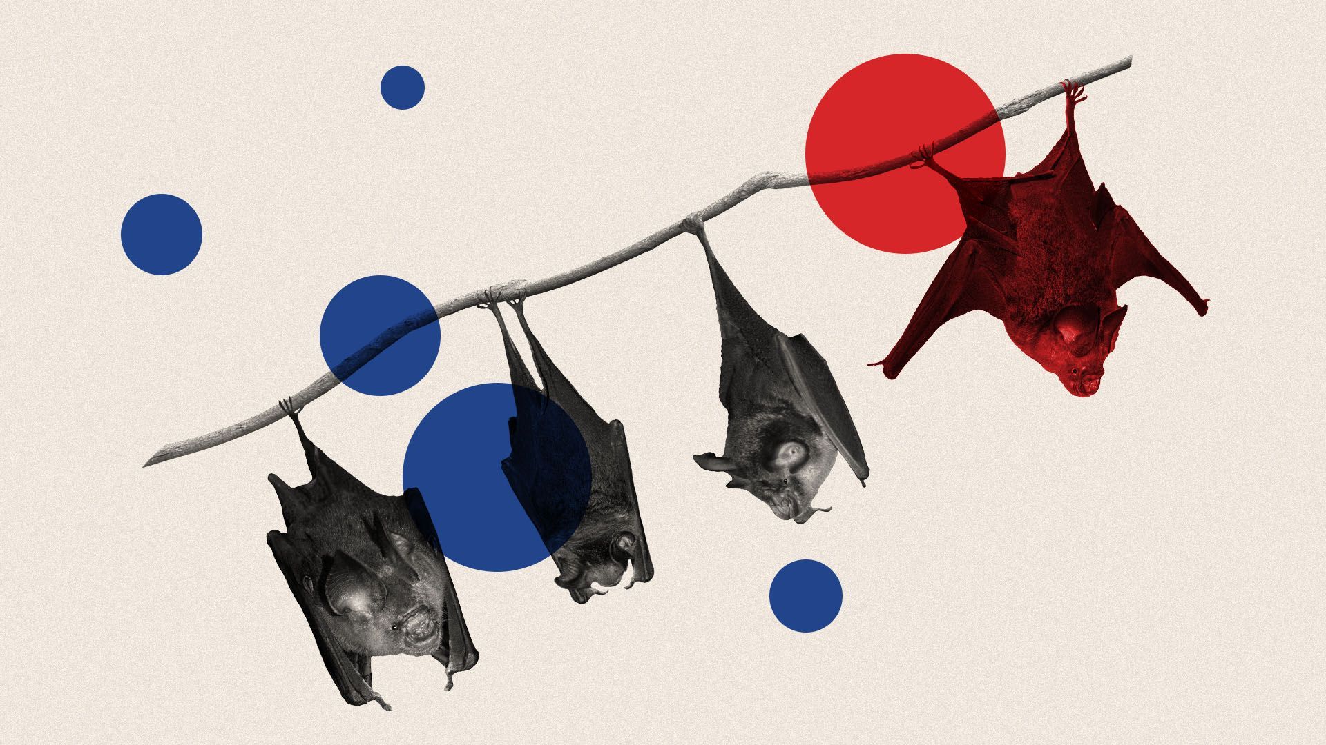 Illustrated collage of bats hanging from a stick surrounded by circles