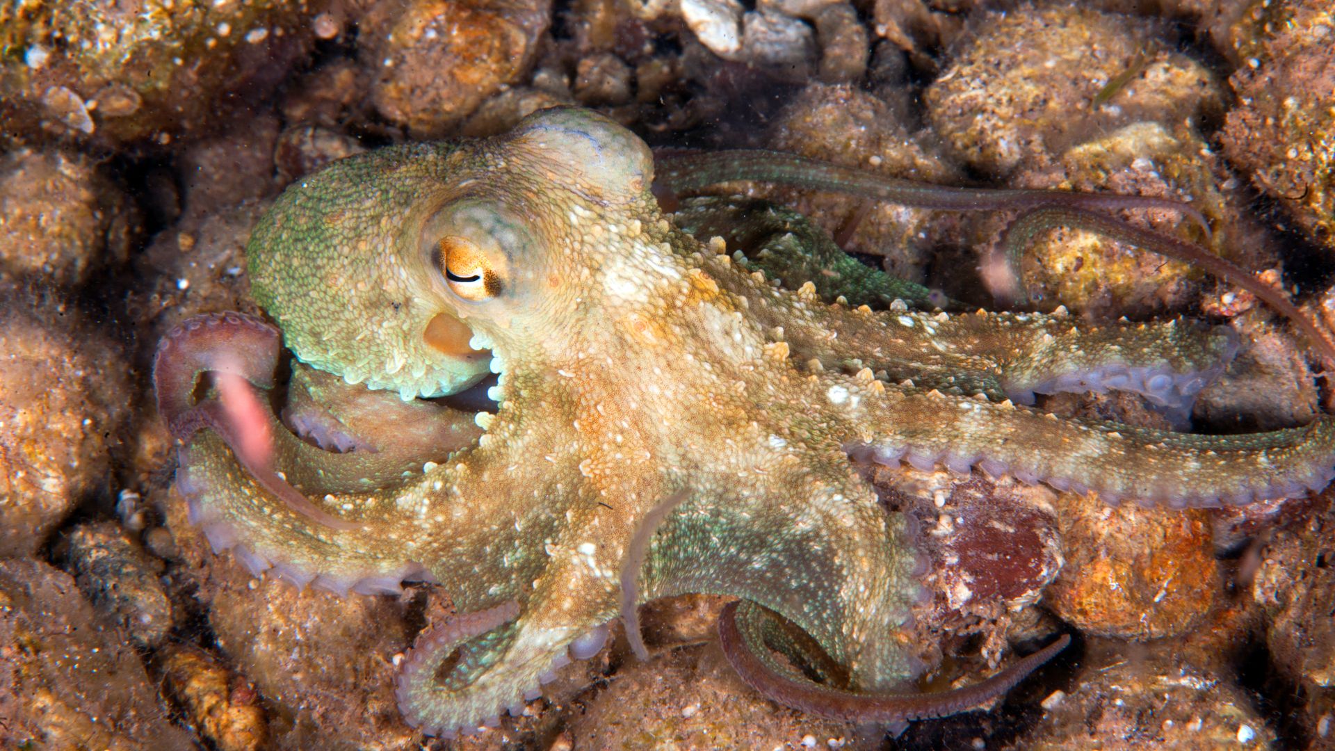 an octopus