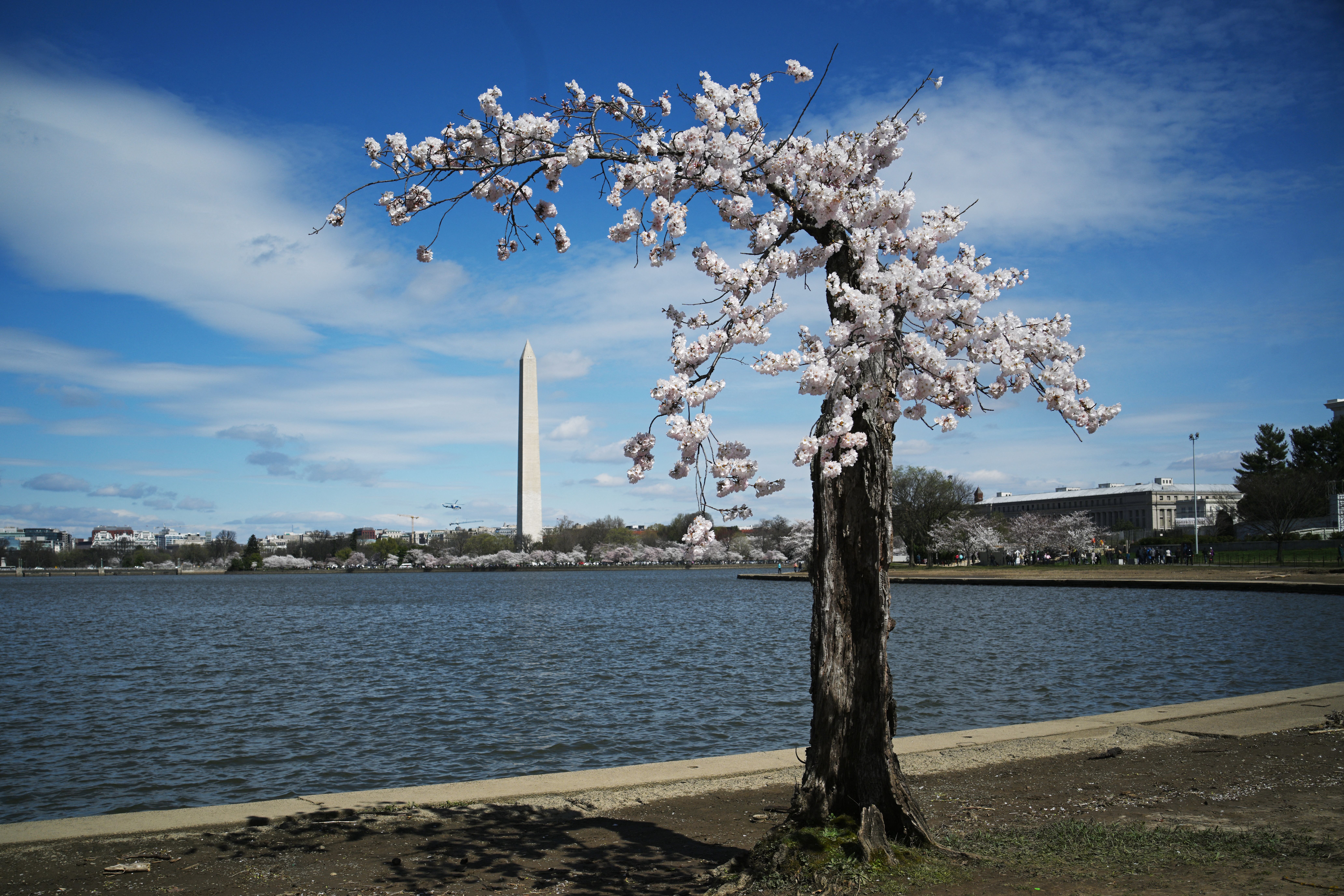 "Stumpy" seen in March 2024. Photo: Mandel Ngan/AFP via Getty Images