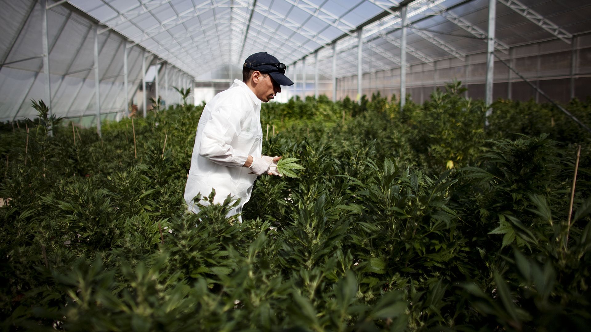 A worker at a cannabis greenhouse.