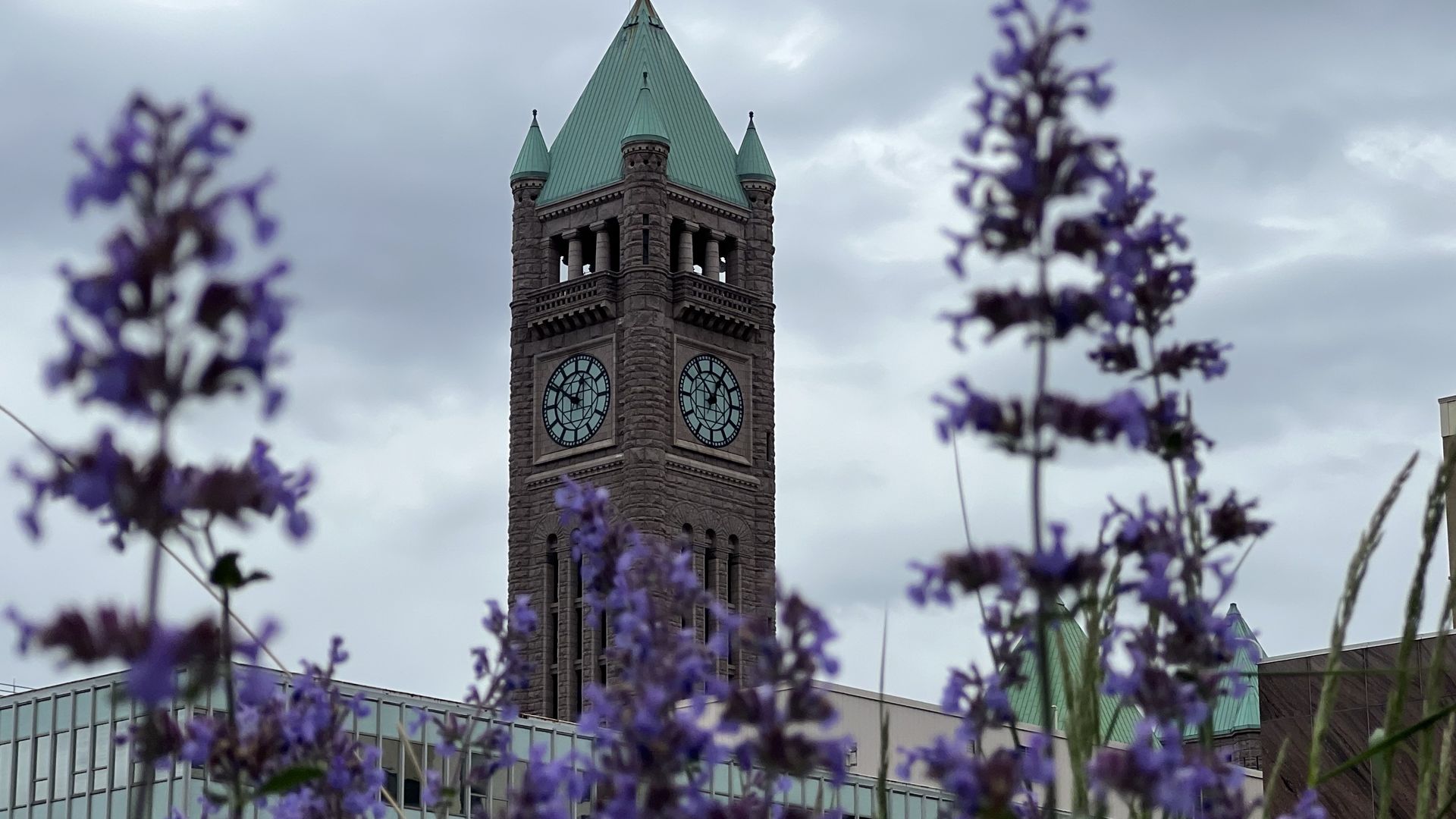 A picture of a tall bell tower framed by flowers in the foreground