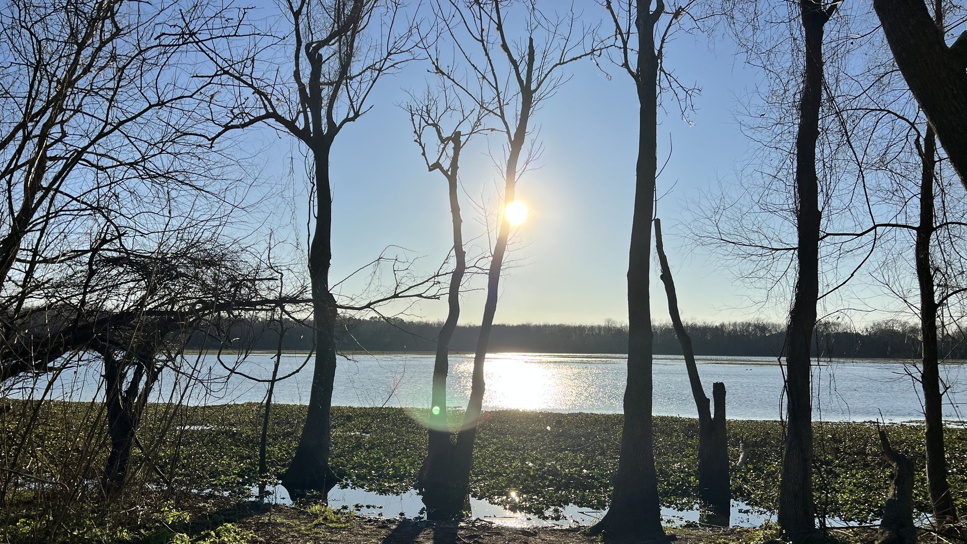 Photo of some trees and wetlands. 