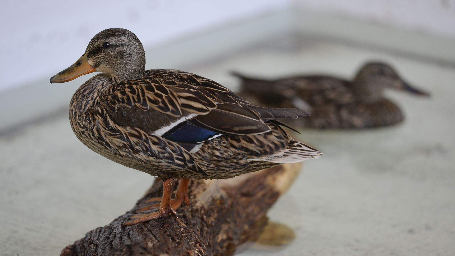 Foreground: a brown female mallard perched on a rough log in a shallow pool; orange bill and legs, blue wing patch visible. A second duck lies blurred in the background.