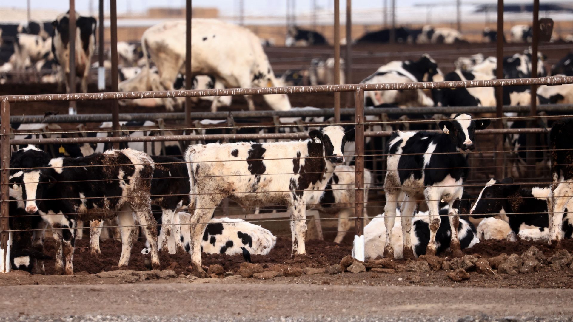 Cattle are seen grazing near I-95 in Coalinga, California, on December 17, 2024. (Photo by David Swanson / AFP) (Photo by DAVID SWANSON/AFP via Getty Images)