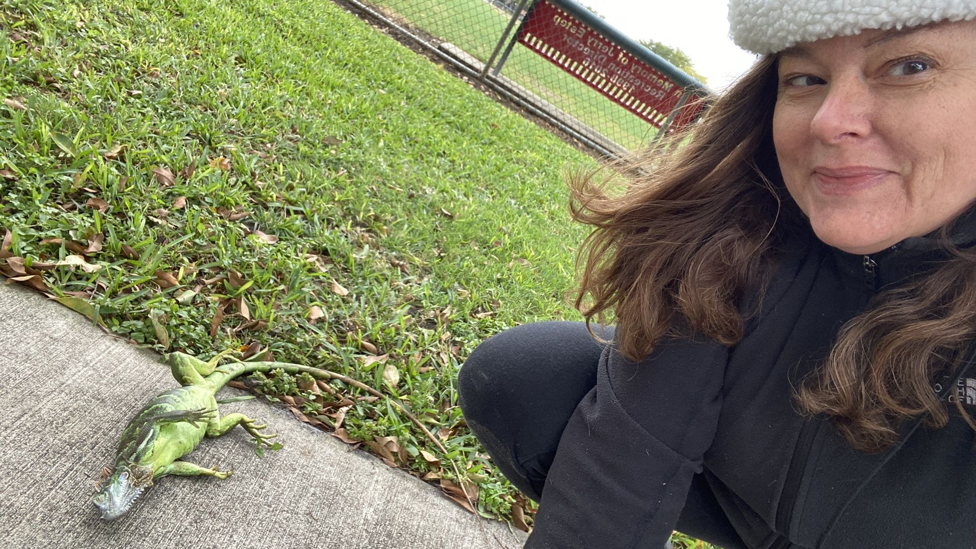 A green iguana lays on a sidewalk, belly up 