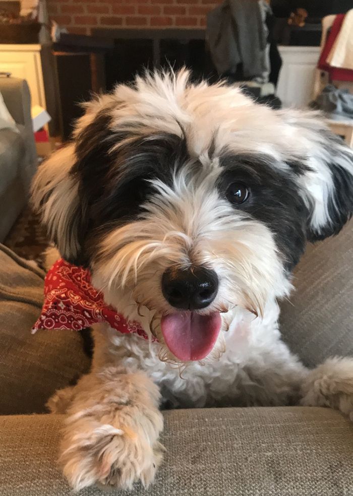 Going on vacation? Here are 7 pet sitters who will have a sleepover