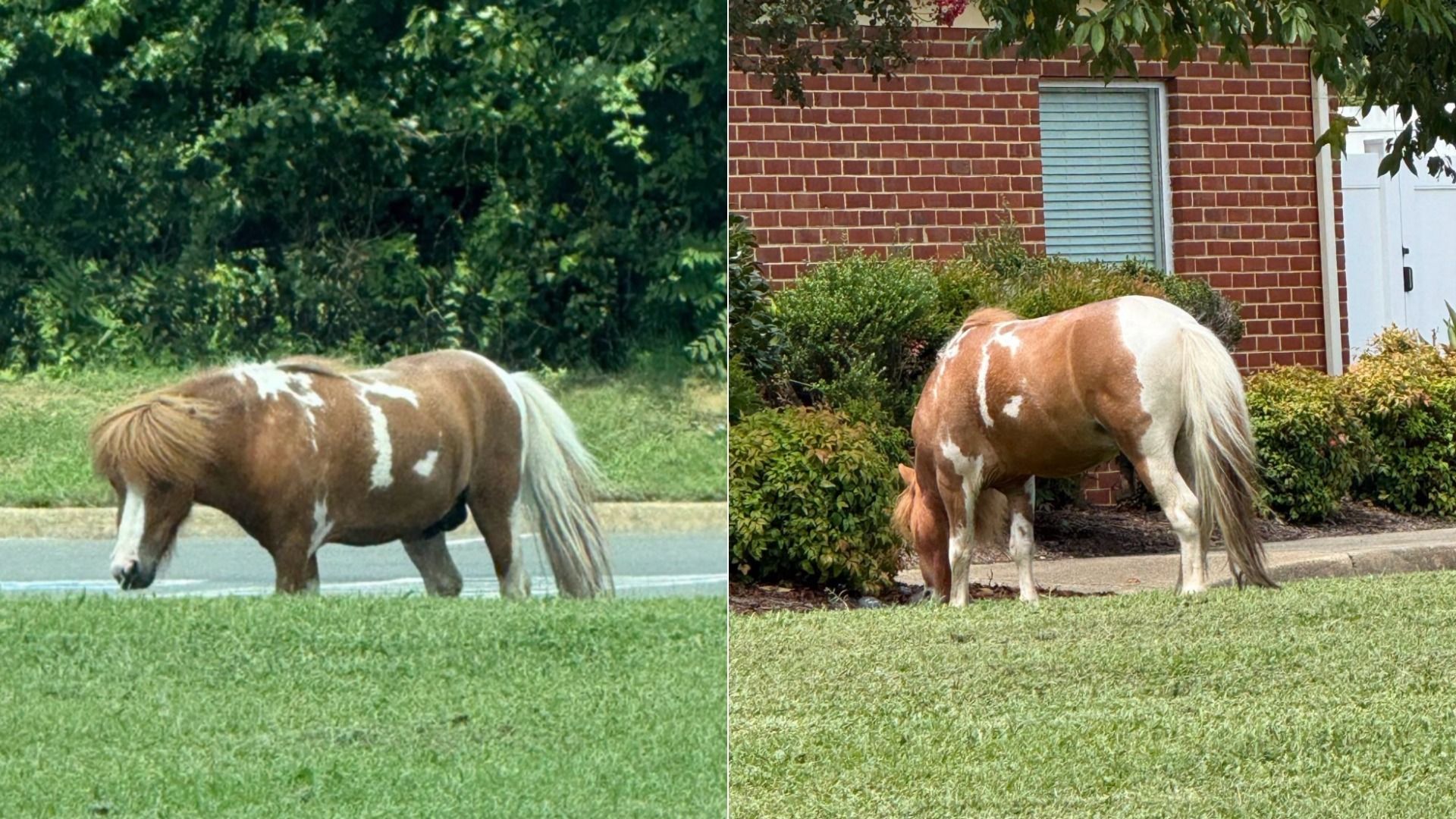 A brown and white Pinto pony grazing on grass, shown in a split image: left side by a road with dense trees; right side near a brick house with shrubs and a window.