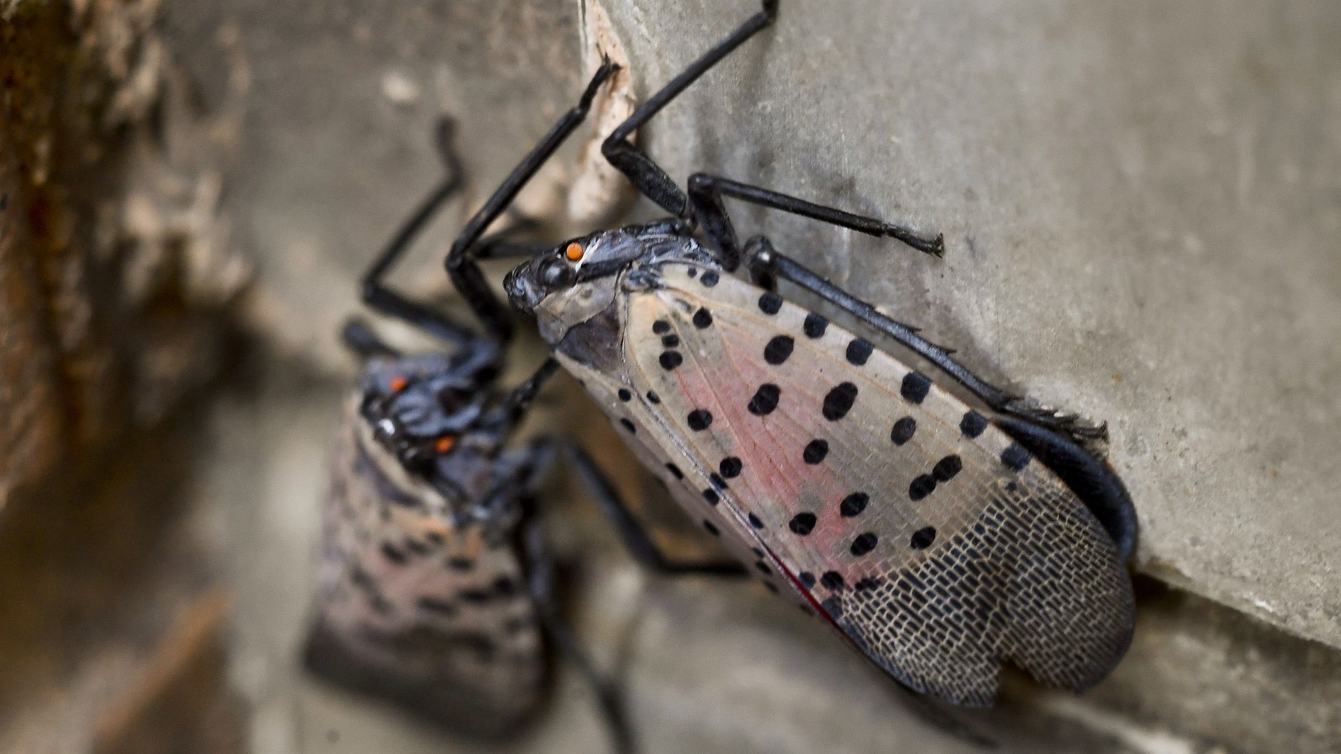 Two spotted insects with pink wings and black spots cling to a gray concrete wall. Their legs and antennae are black, and they have small orange eyes.