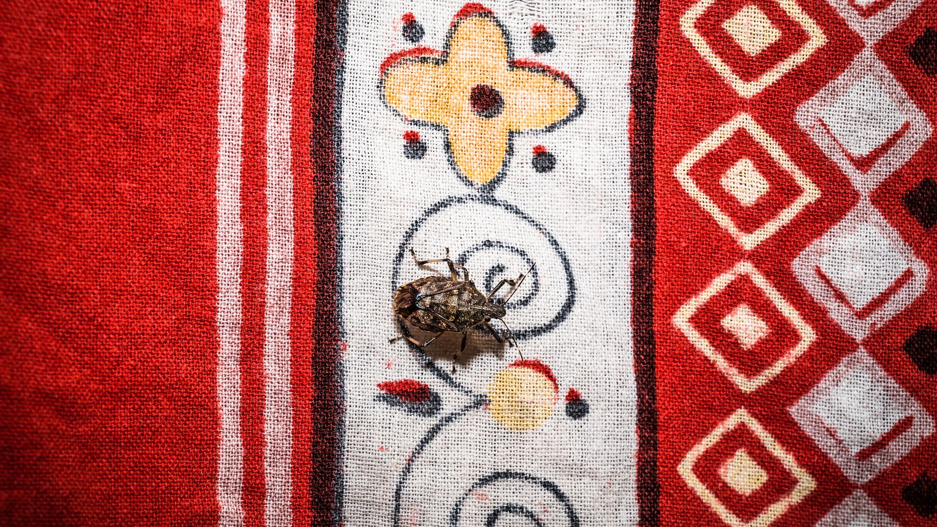 a pic of a stink bug on a clothes