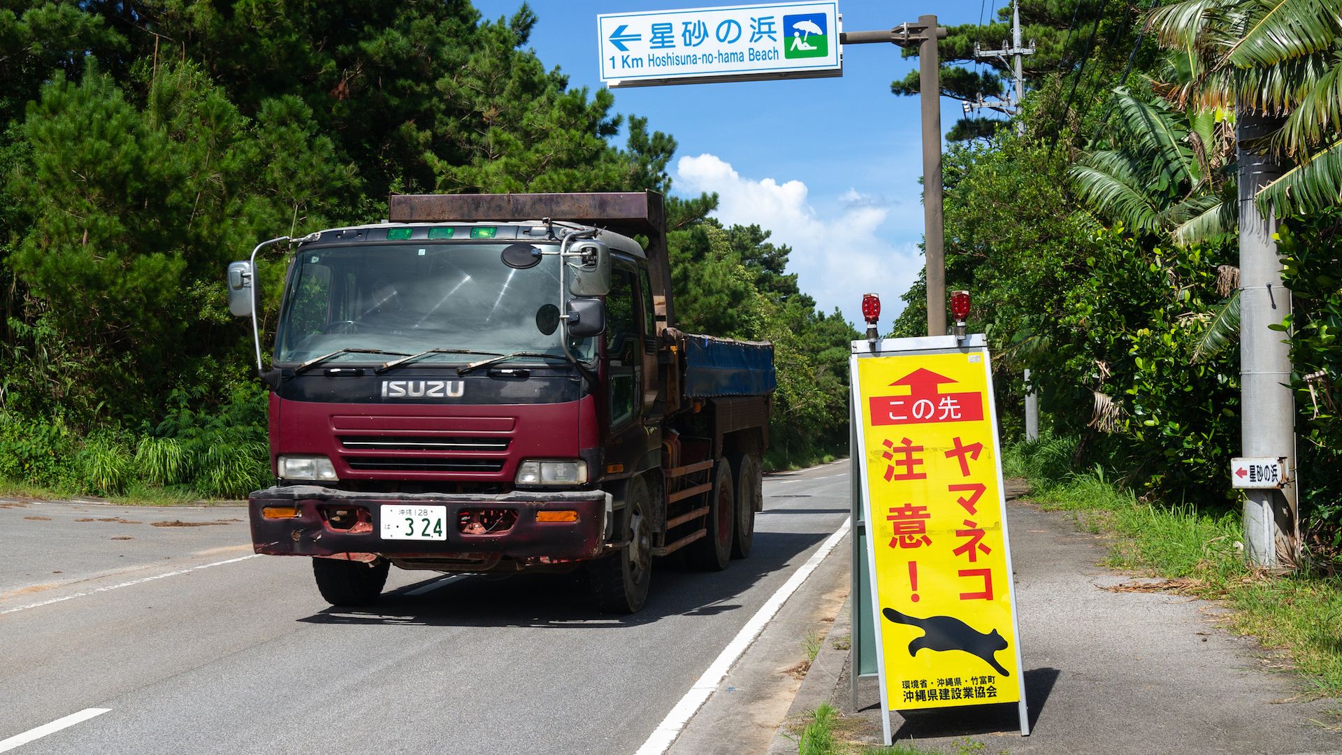 Signs calling for the protection of the Iriomote wildcat.