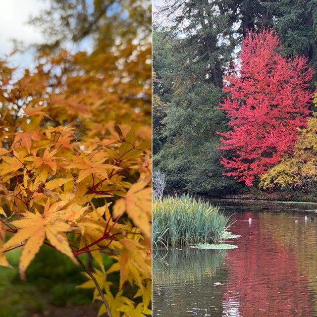 Portland's Rhododendron Garden: One of the best places to see fall