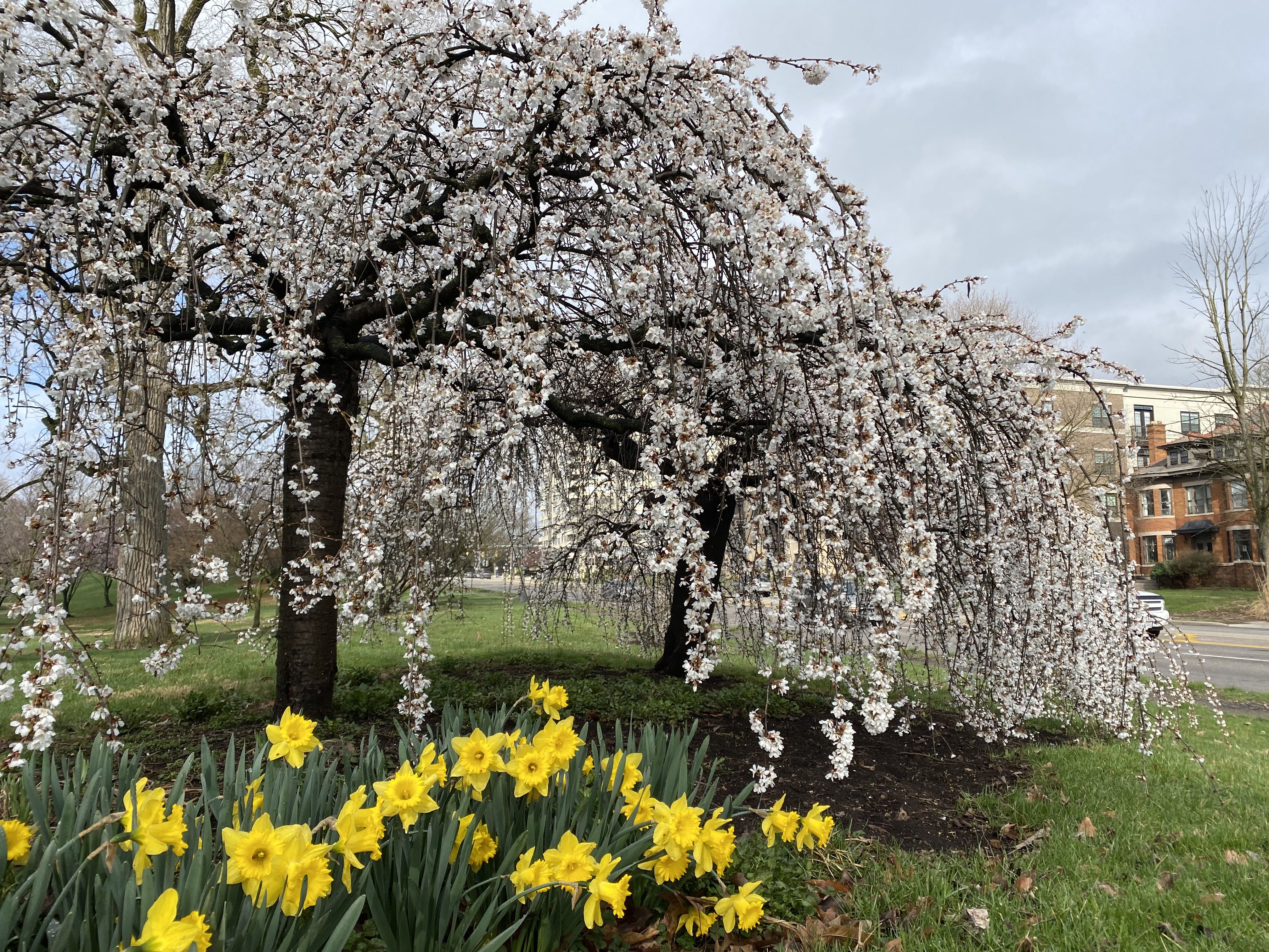 Weeping cherry trees behind a row of daffodils 