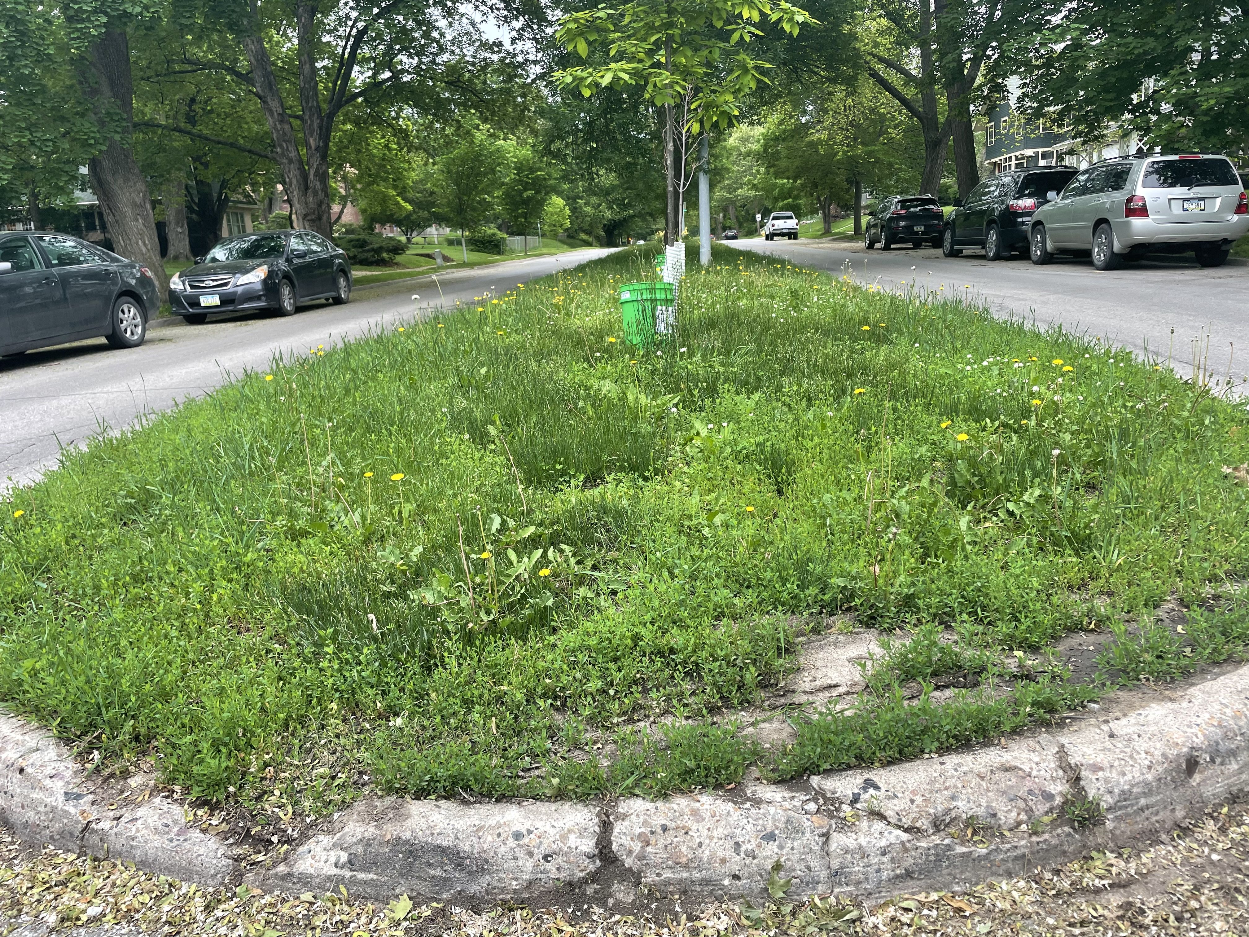 The median along Kingman Boulevard.