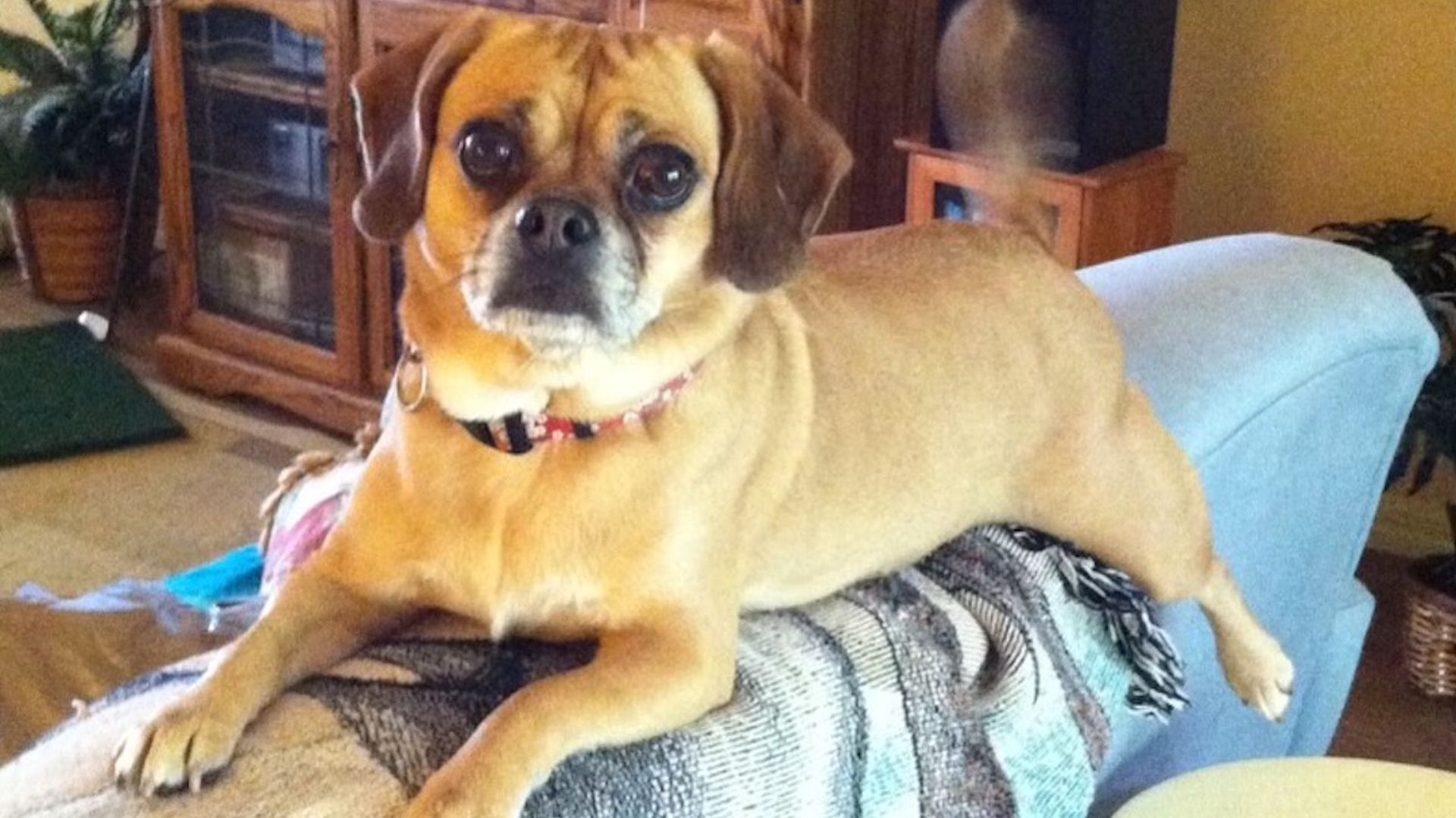 A puggle.