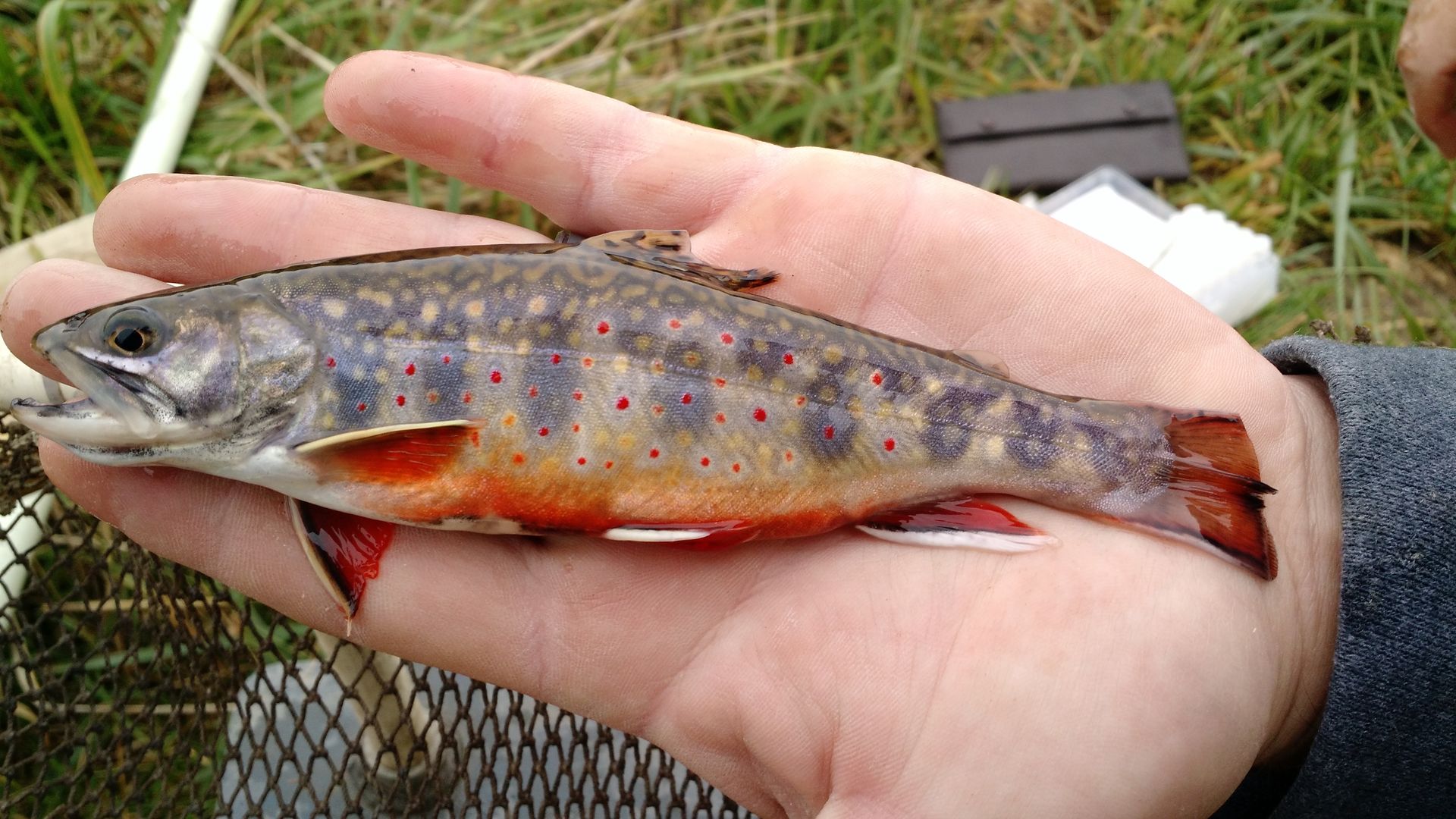 Pic du jour Peak fall colors Axios Des Moines