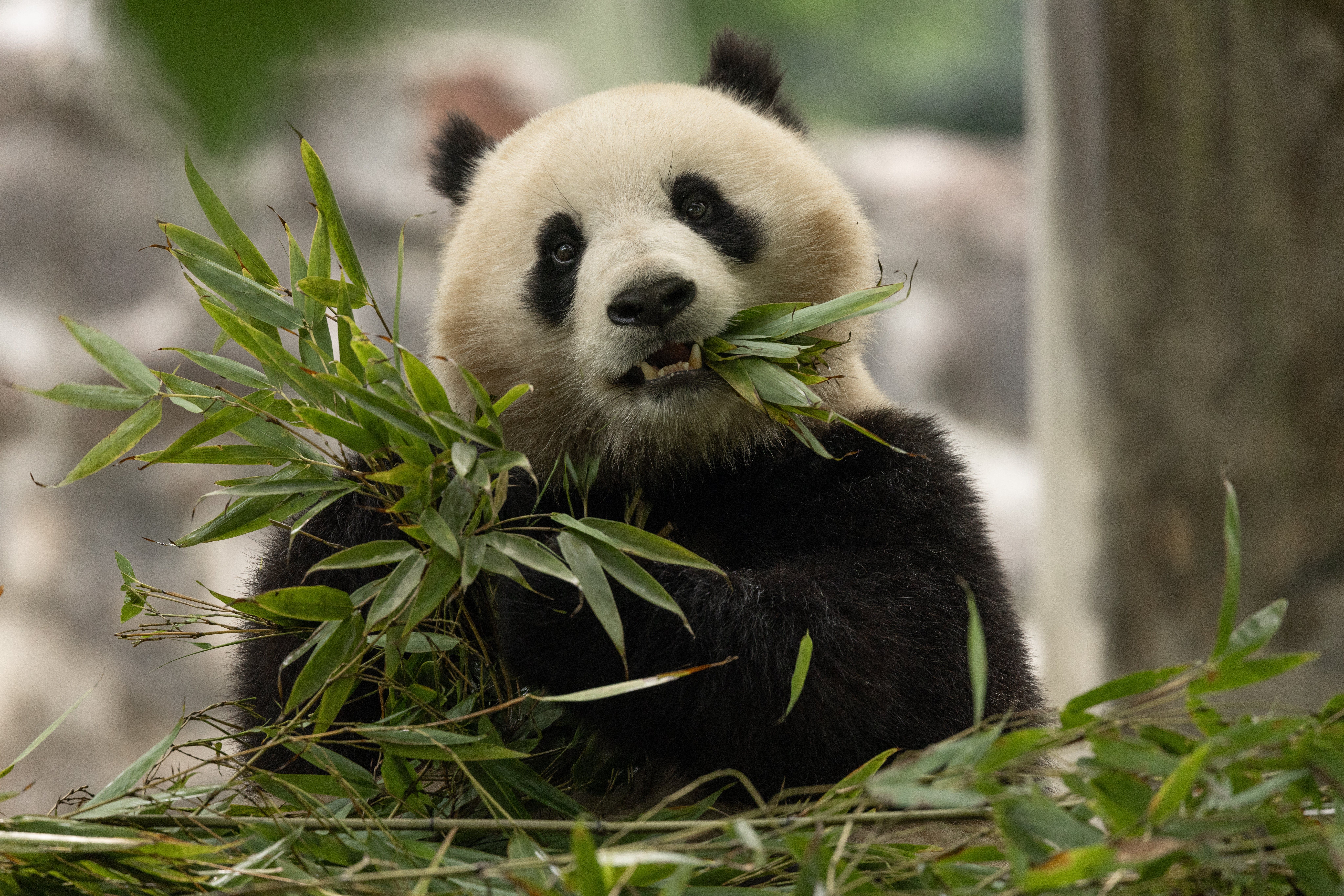 Two-year-old female giant panda Qing Bao eats bamboo leaves in her habitat.
