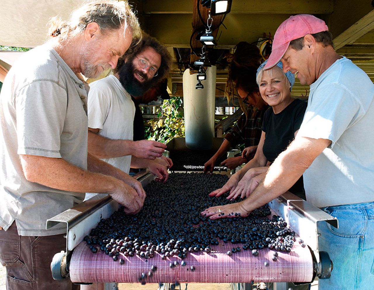 Four vineyard workers sort grapes at Linden Vineyards