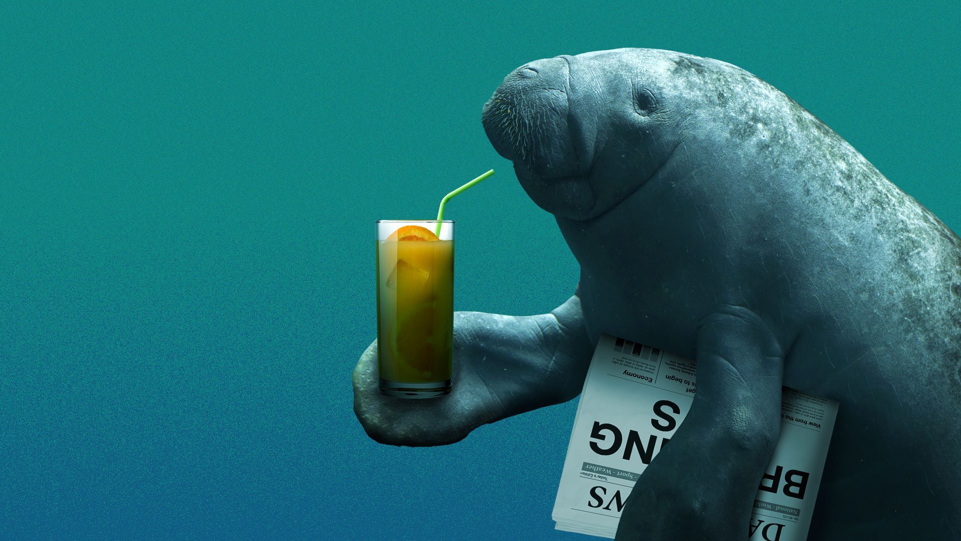 Illustration of a manatee holding a newspaper and drinking a glass of orange juice.