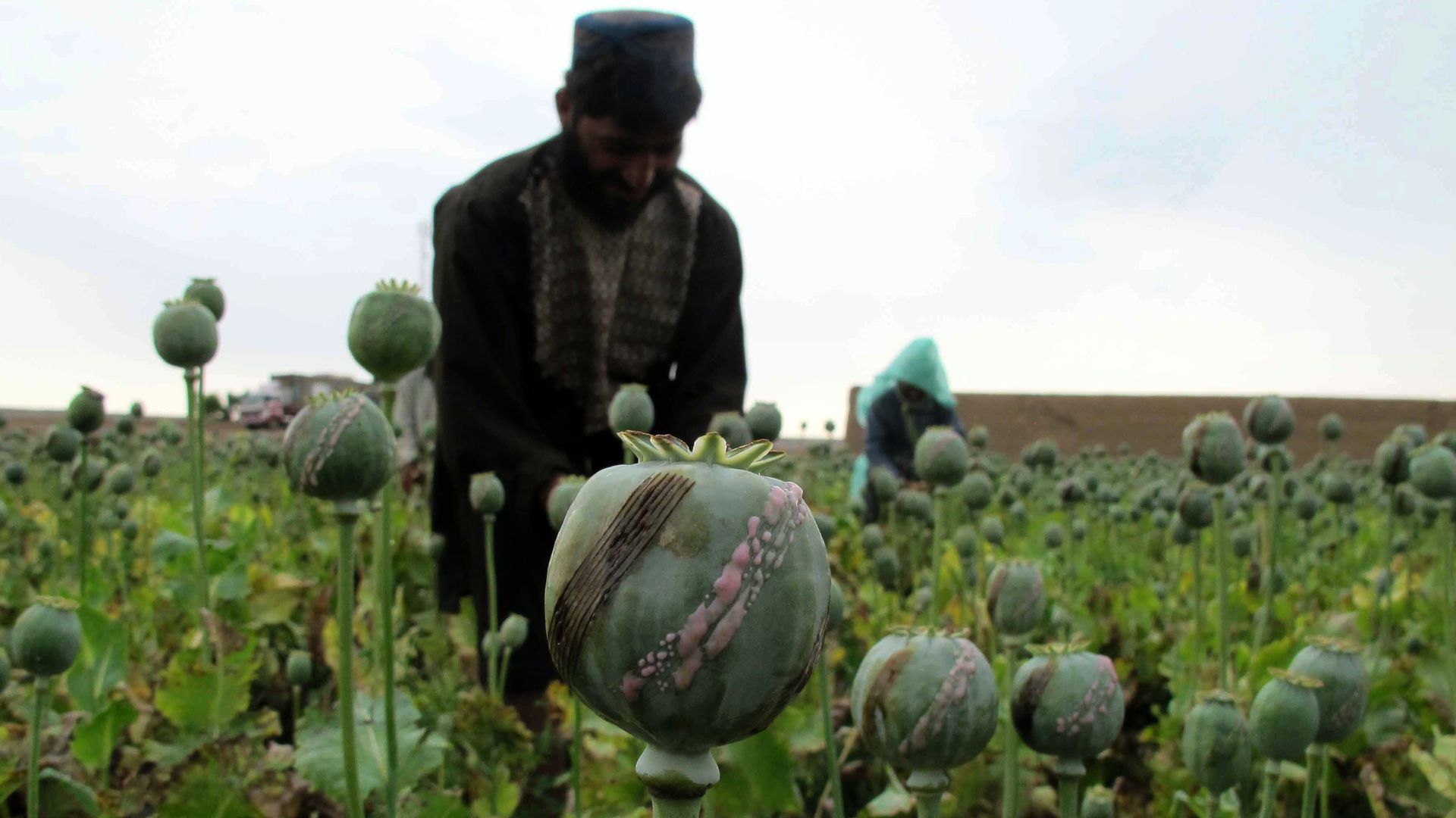 Afghan farmers harvest opium sap from a poppy field at Gereshk in Helmand Province. 