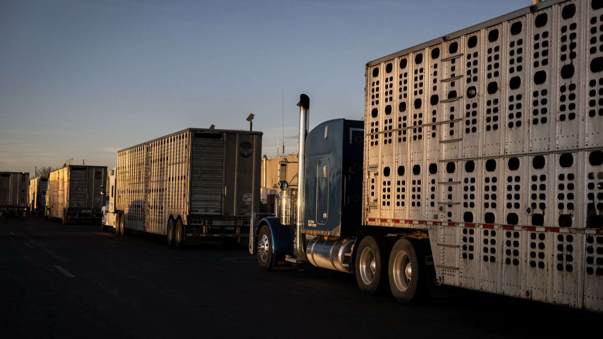 Cattle trucks line up on a highway