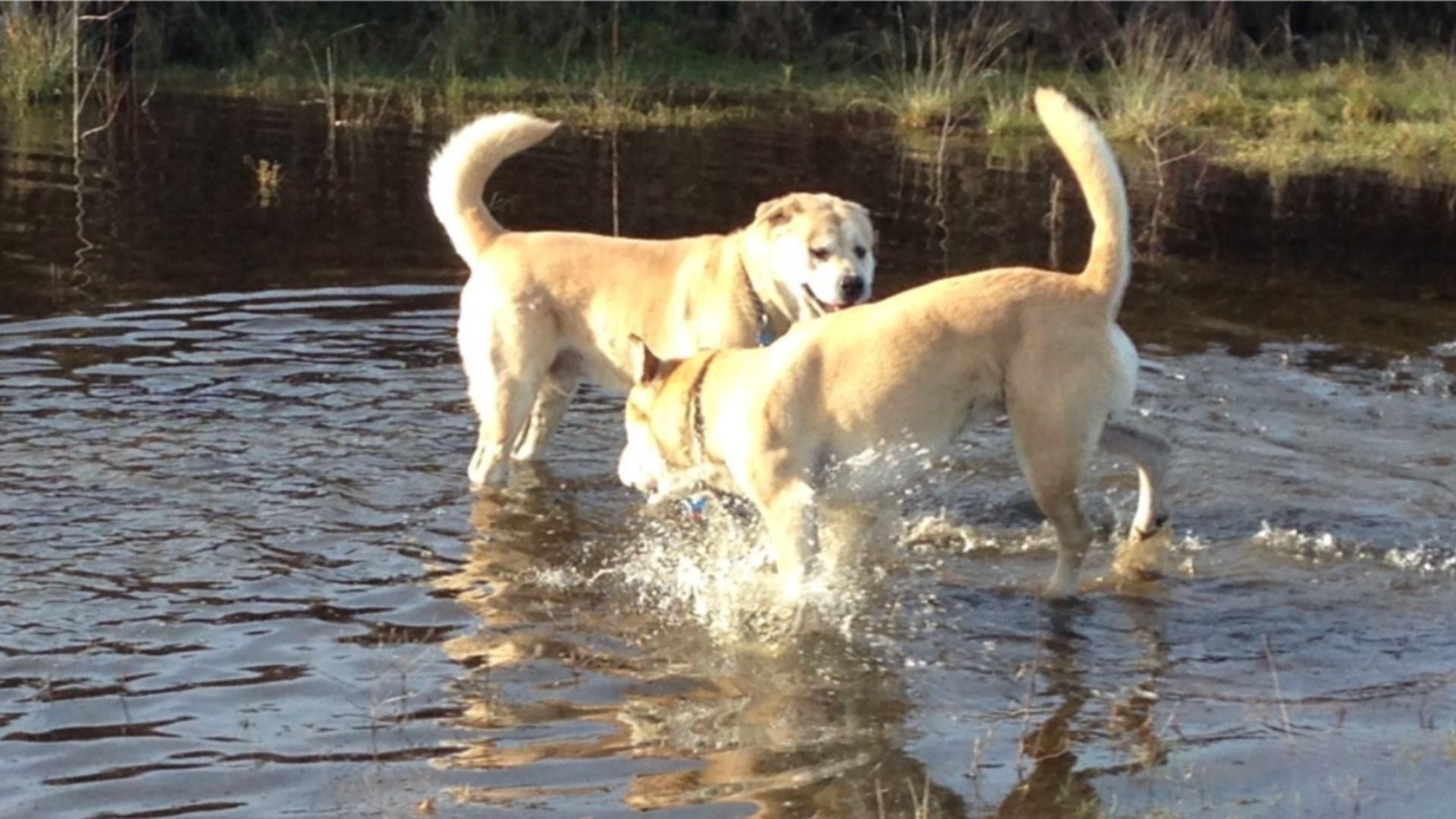 Off leash dogs play in a wetland area. 