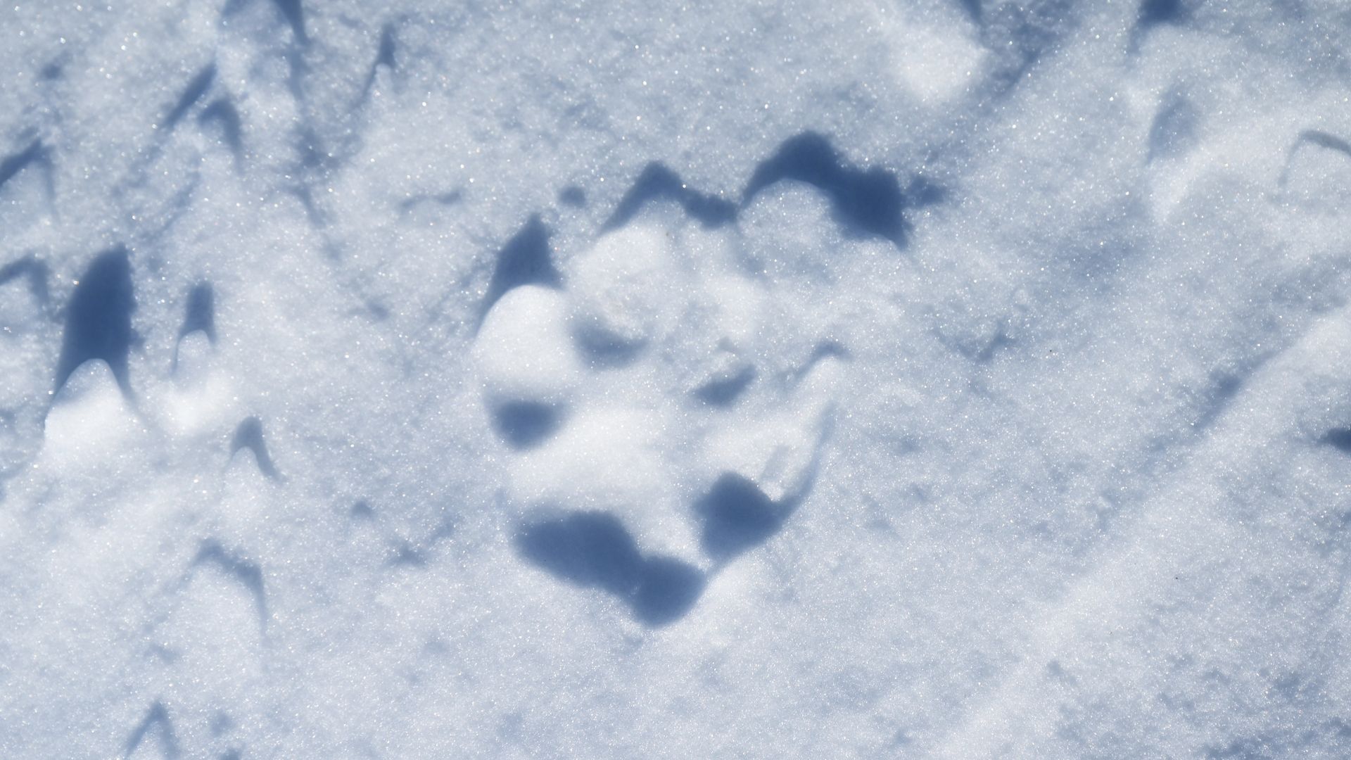 A track is seen in the snow in January 2022 at a Walden ranch where the owners say they lost three cows to wolves. Photo: RJ Sangosti/Denver Post via Getty Images