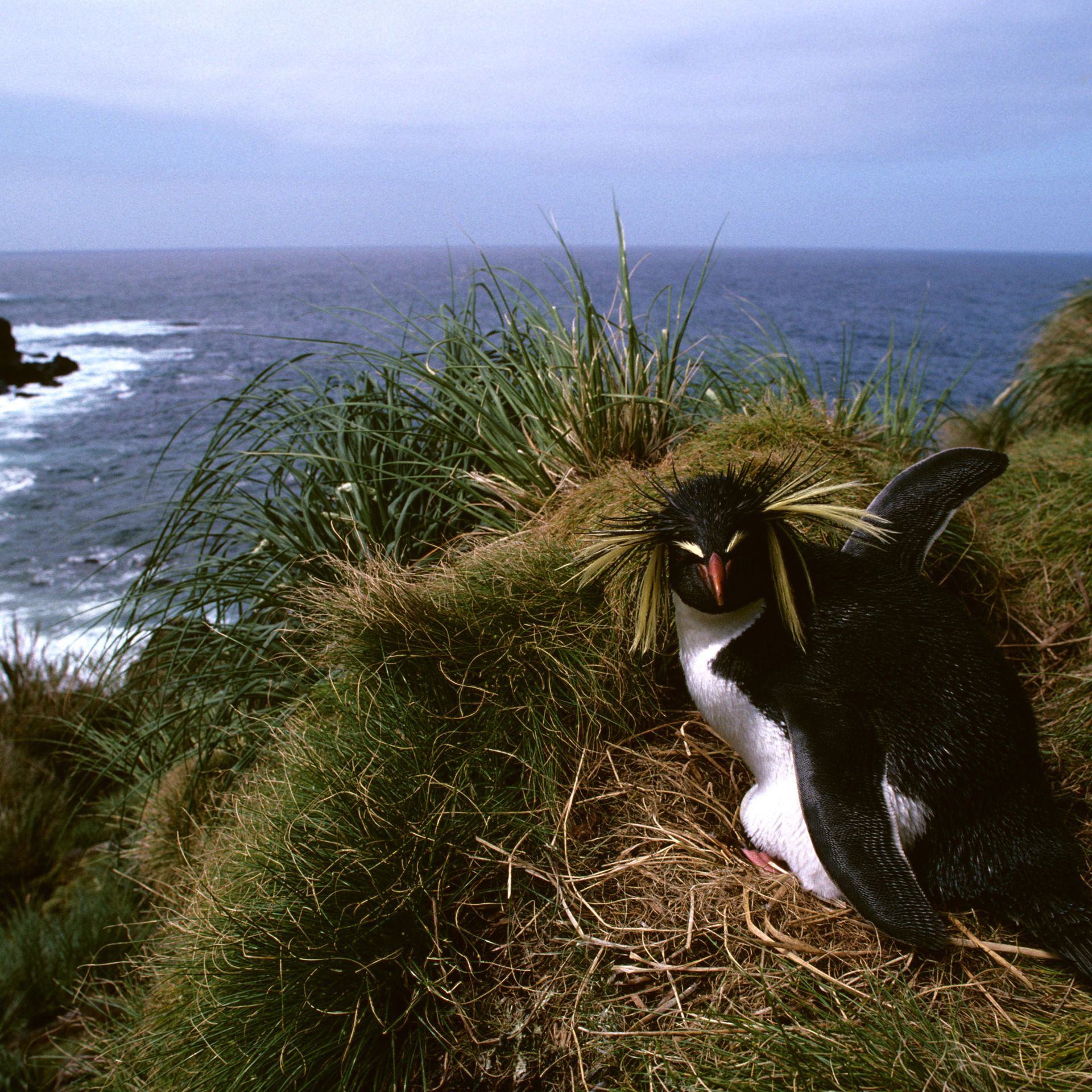 Penguins on Gough Island in the South Atlantic