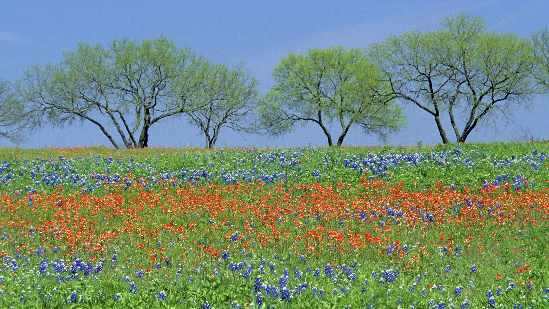 A field of wildflowers in Texas