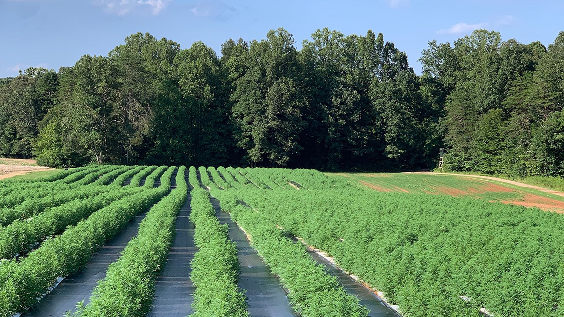 hemp farm nc
