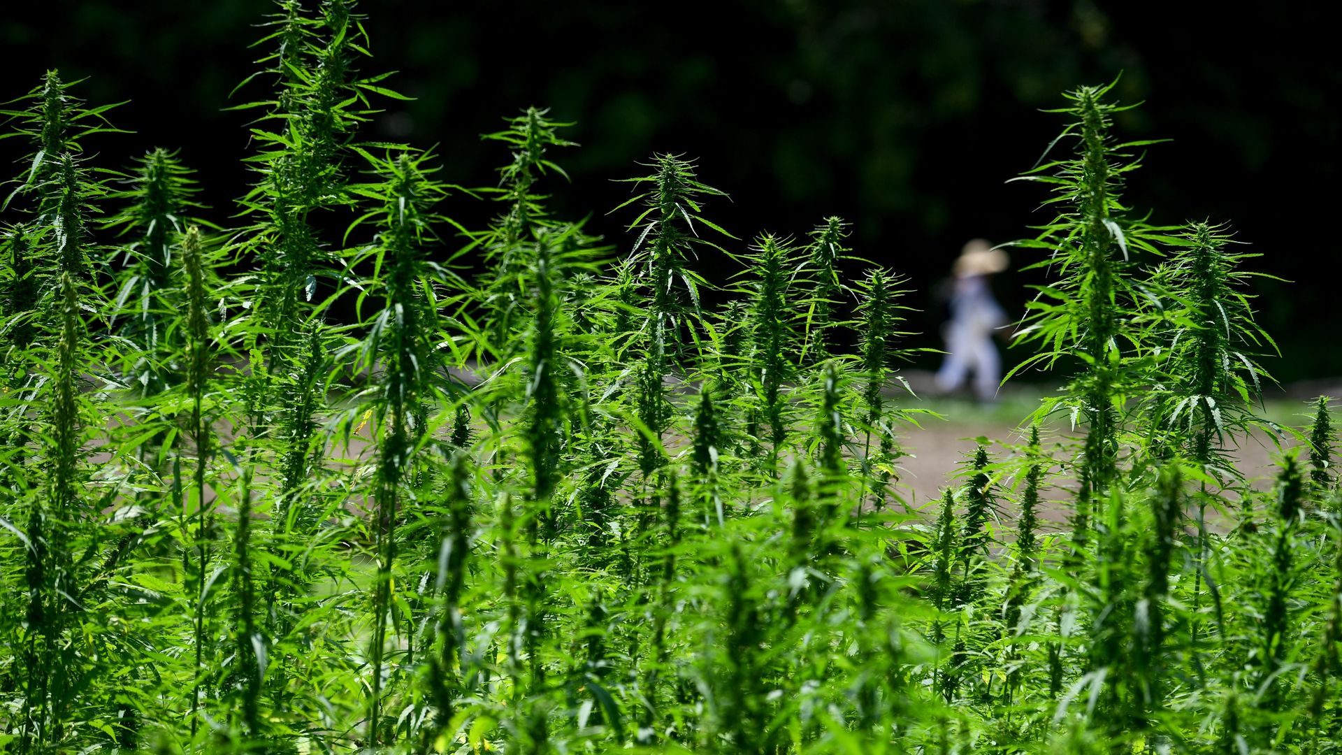 Hemp field