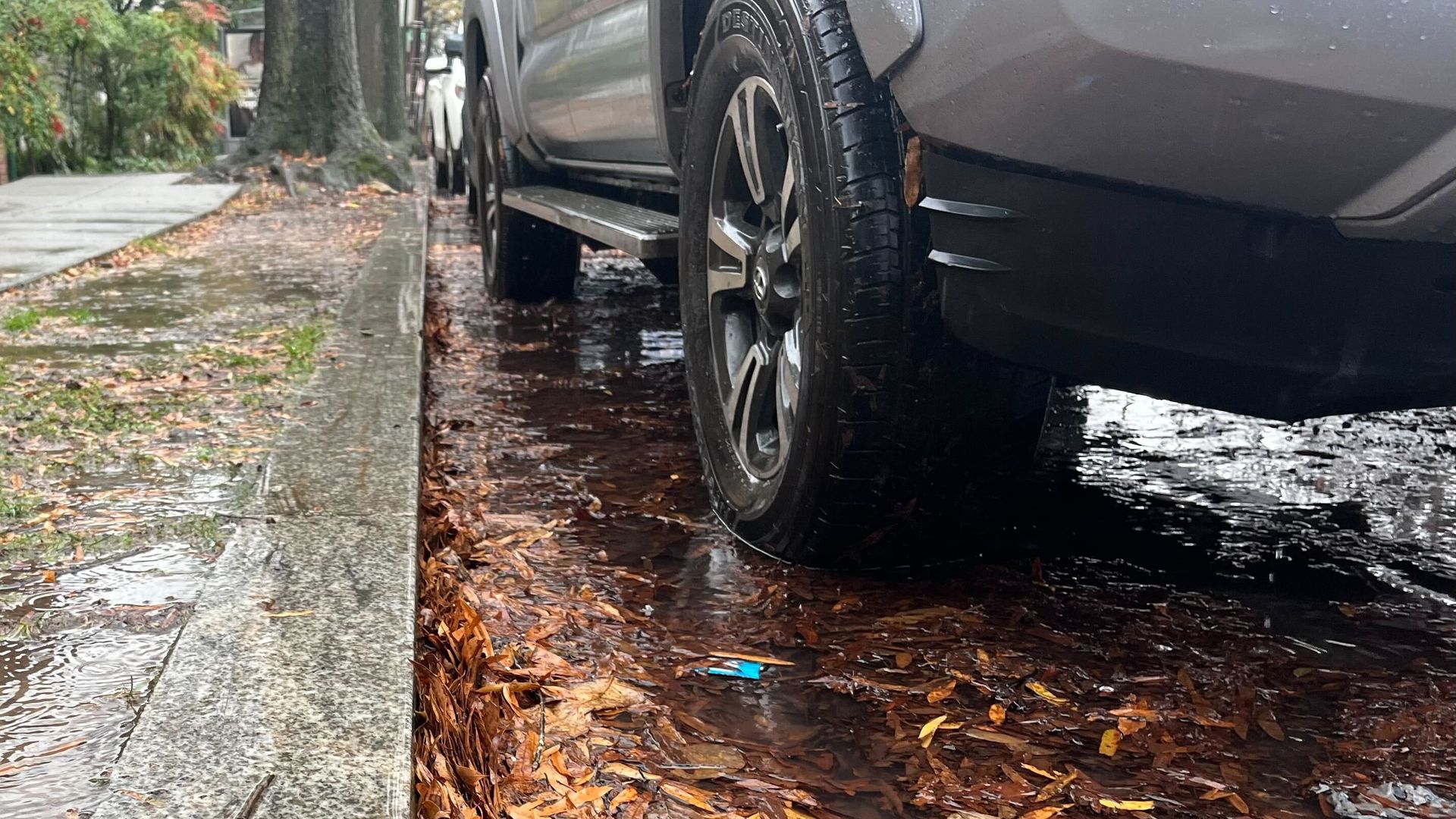 Leaves and rain on a street curb